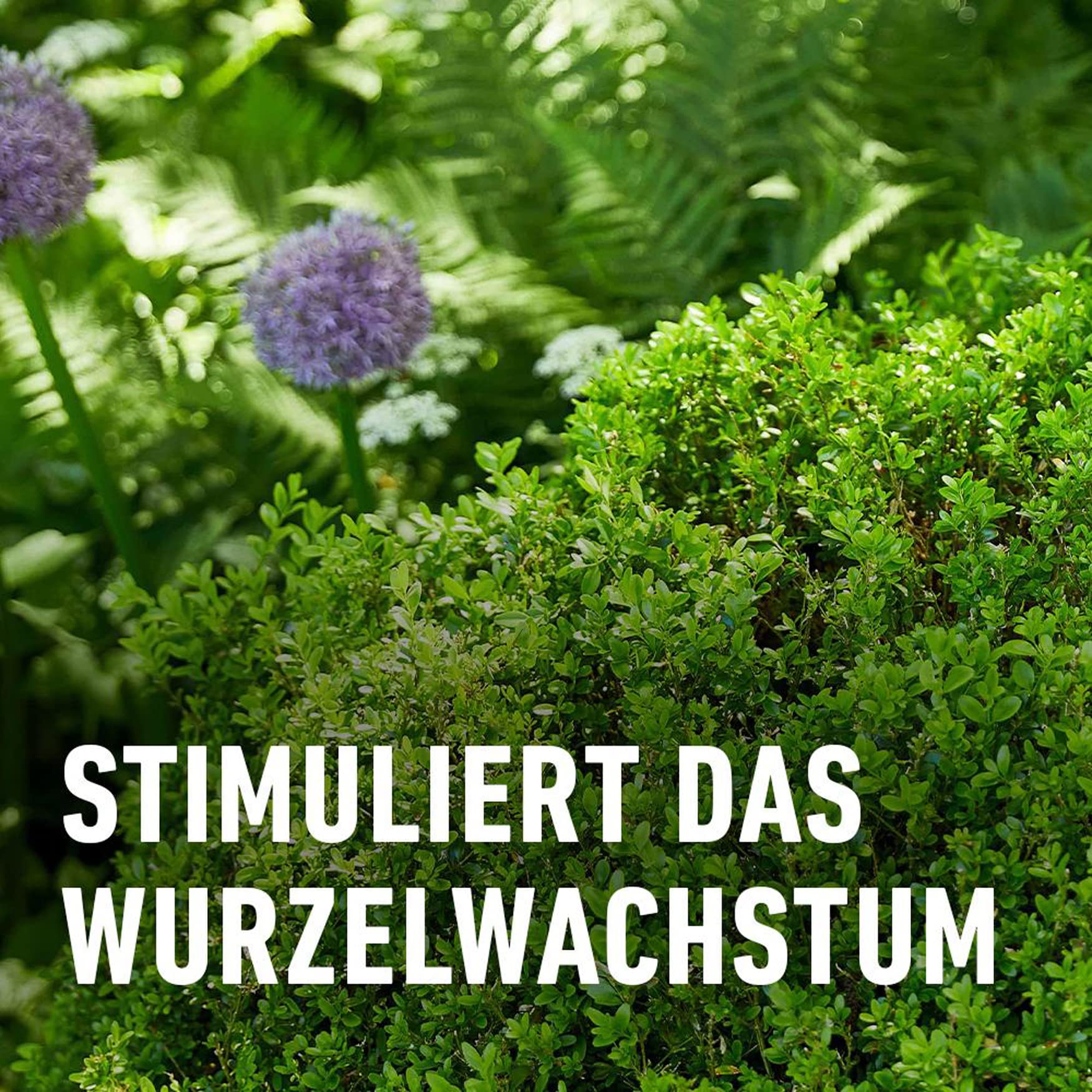 compo-buchsbaum-und-ilexd-nger-1-l-fl-ssigd-nger-mit-extra-eisen image 4