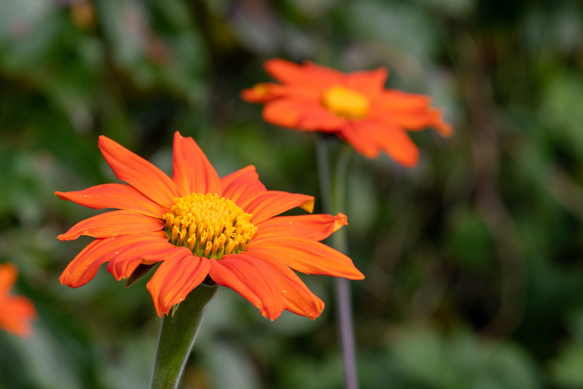 plantura-bio-mexikanische-sonnenblume-torch-bio-saatgut image 2
