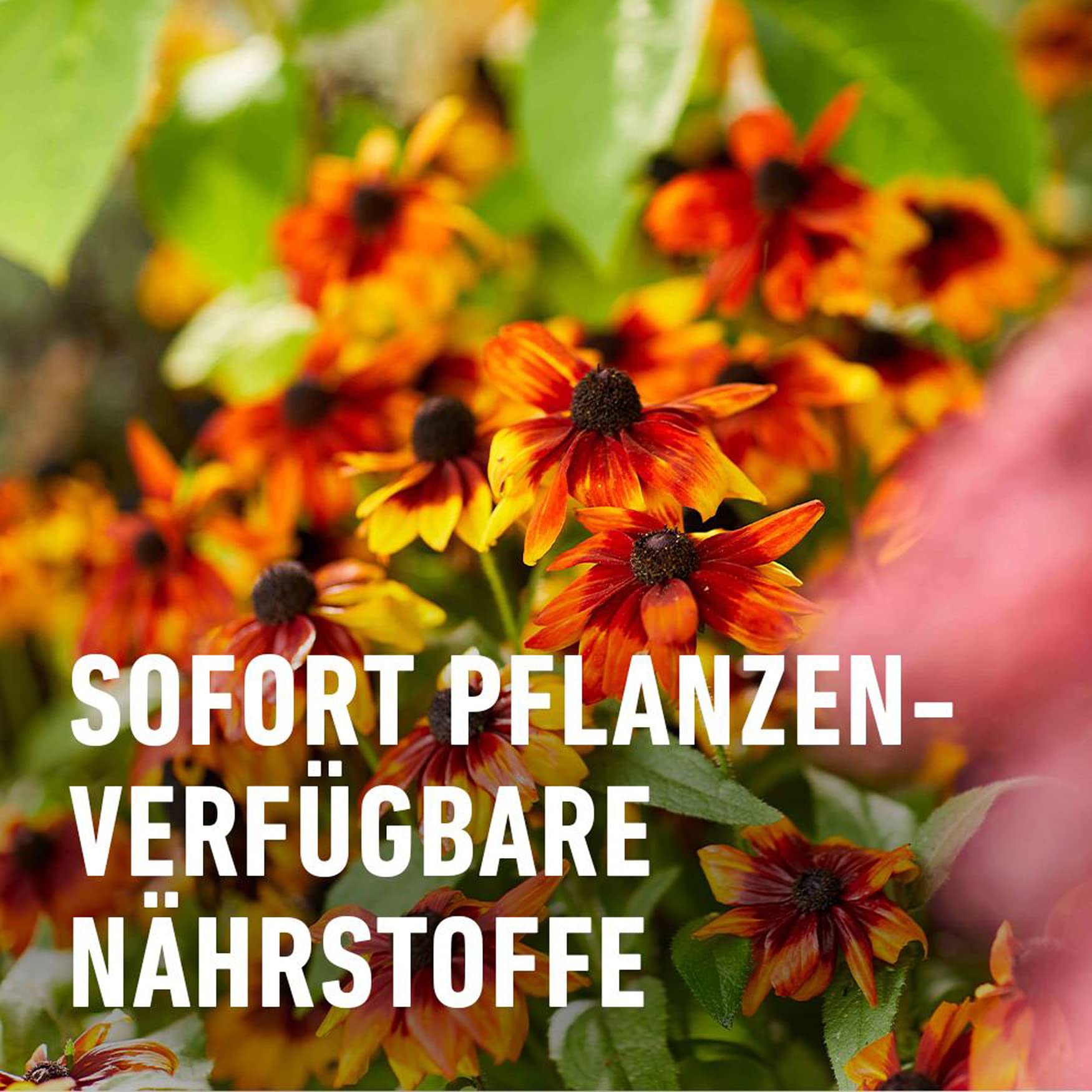 compo-bio-blumend-nger-1-3-l-nat-rlicher-fl-ssigd-nger-f-r-bl-hpflanzen image 6