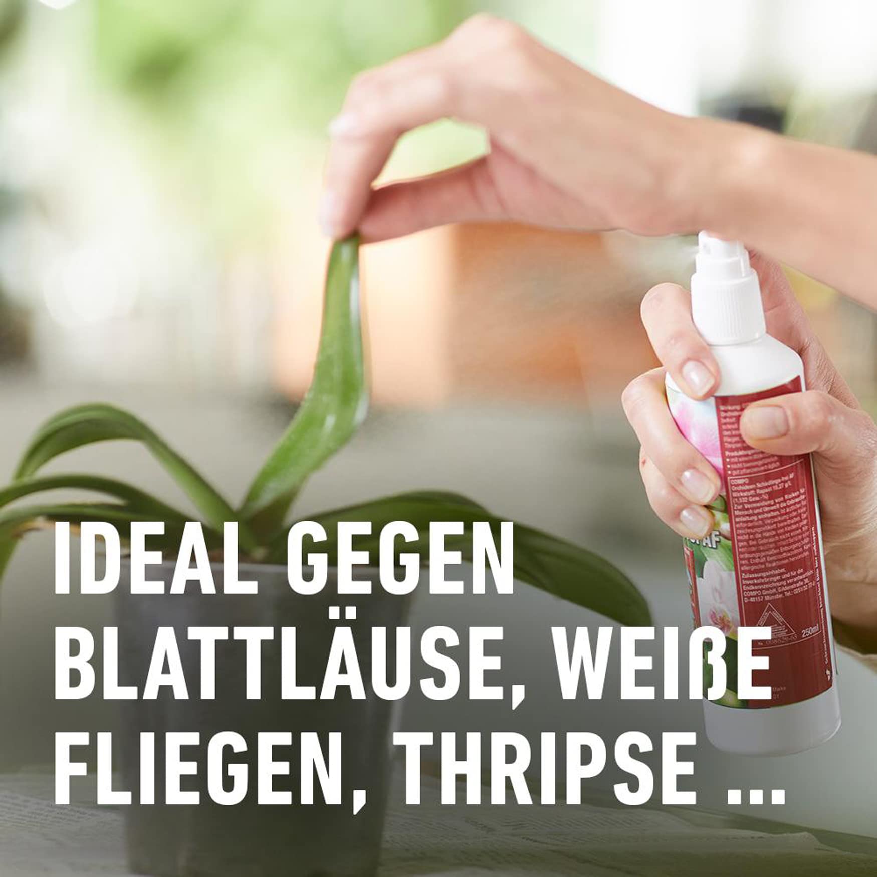 compo-orchideen-sch-dlings-frei-af-250-ml-kontaktinsektizid-spr-hflasche image 4