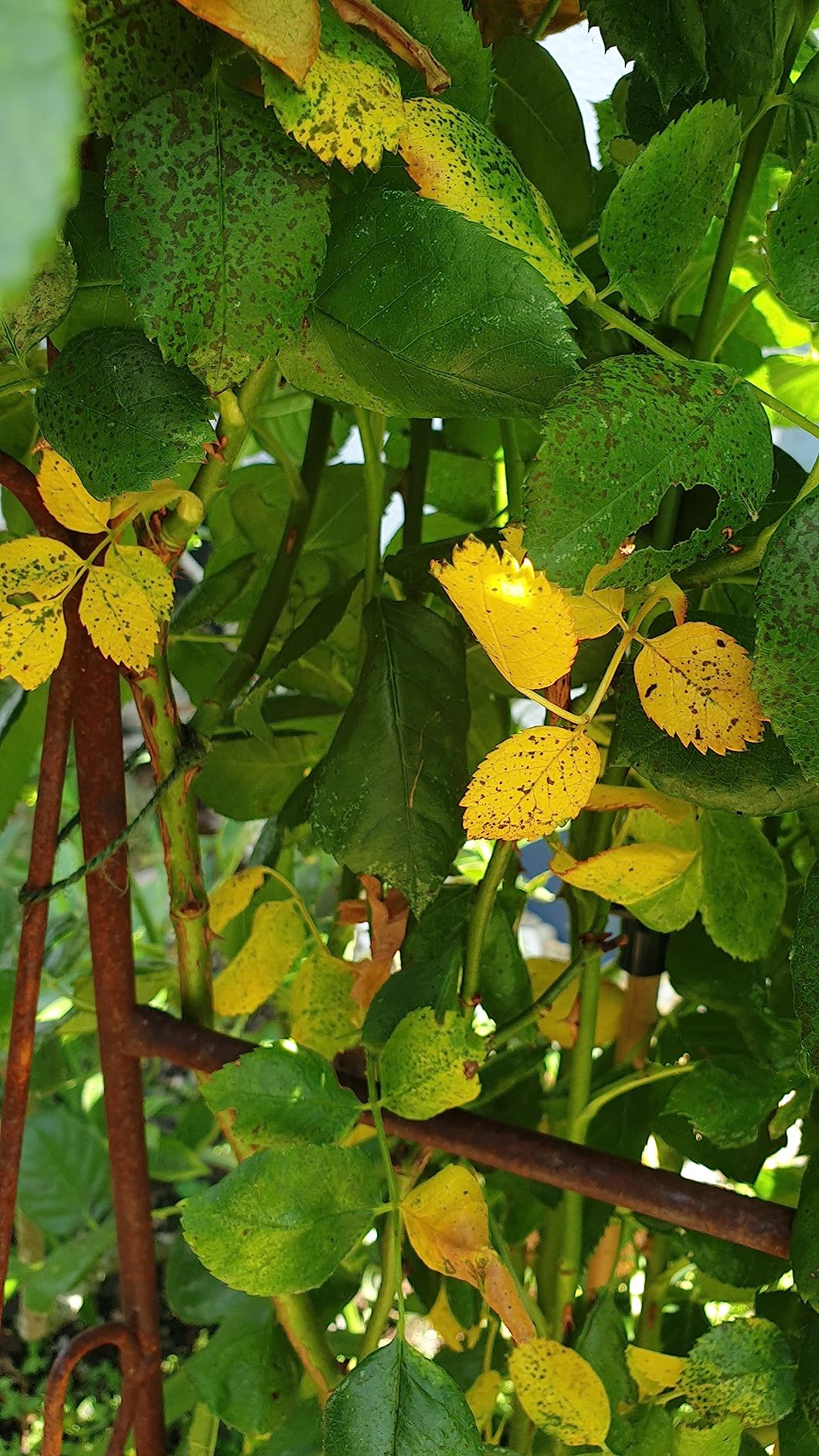 Gesunde Blätter, volle Blüte