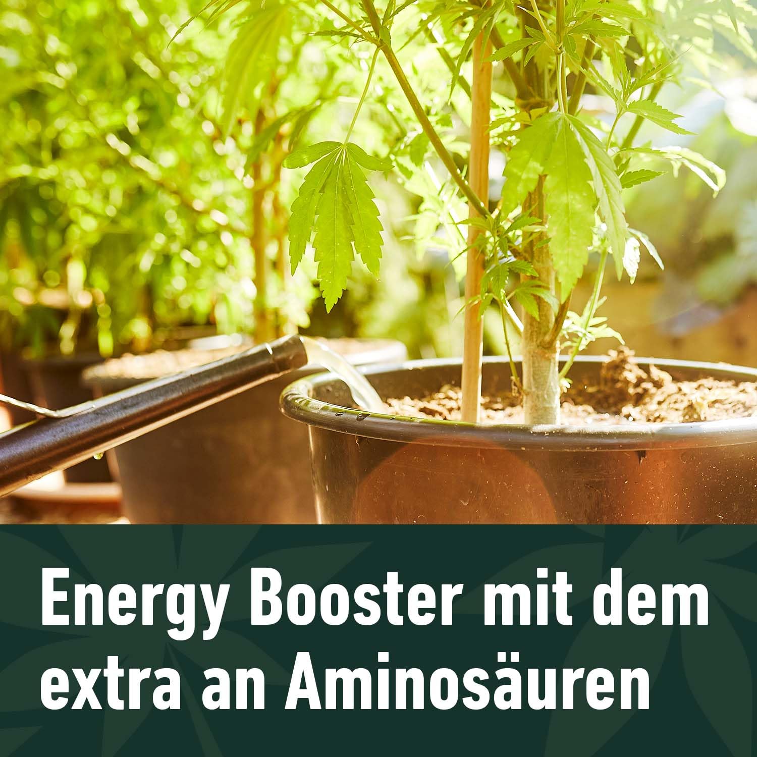 compo-grow-organic-heaven-energy-booster-fl-ssigd-nger-500-ml image 4