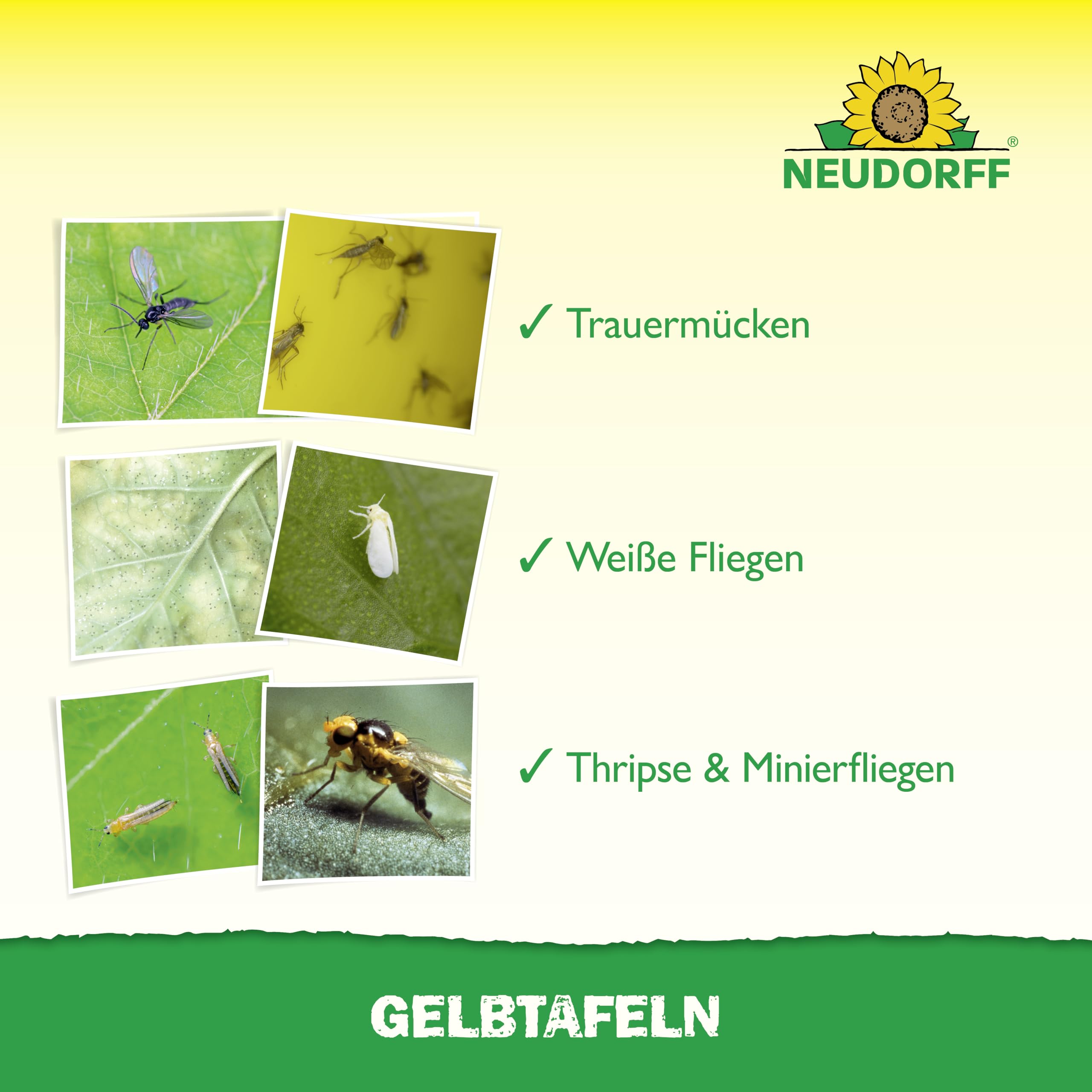 neudorff-gelbtafeln-gro-formatig-5-st-ck-gegen-trauerm-cken-und-wei-e-fliegen image 4