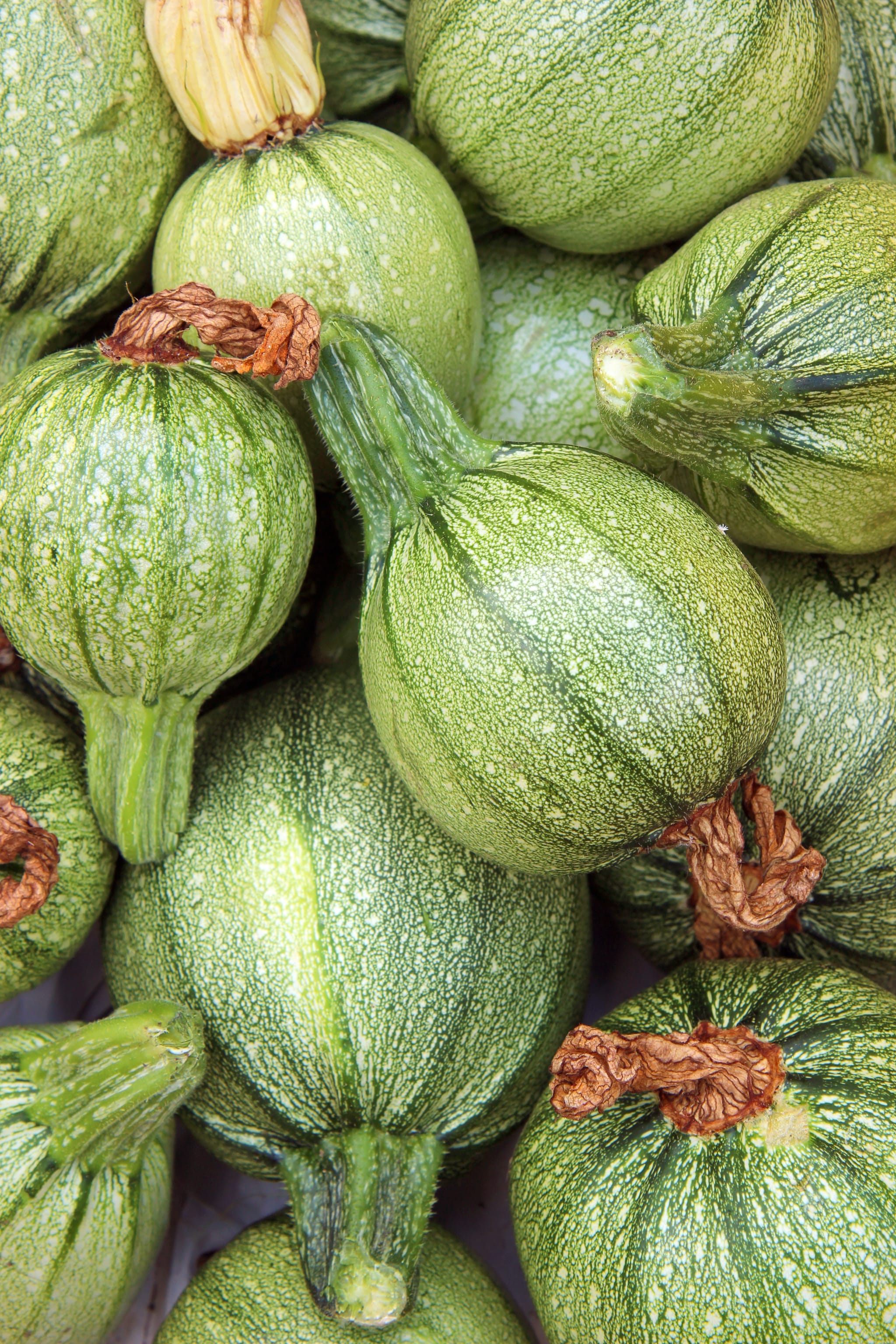 plantura-bio-zucchini-runde-von-nizza-bio-saatgut image 2