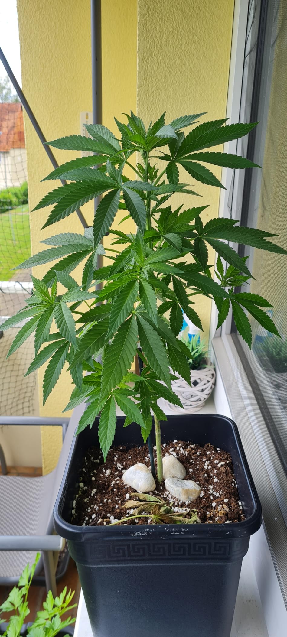Kräftige Jungpflanzen ohne Chemie