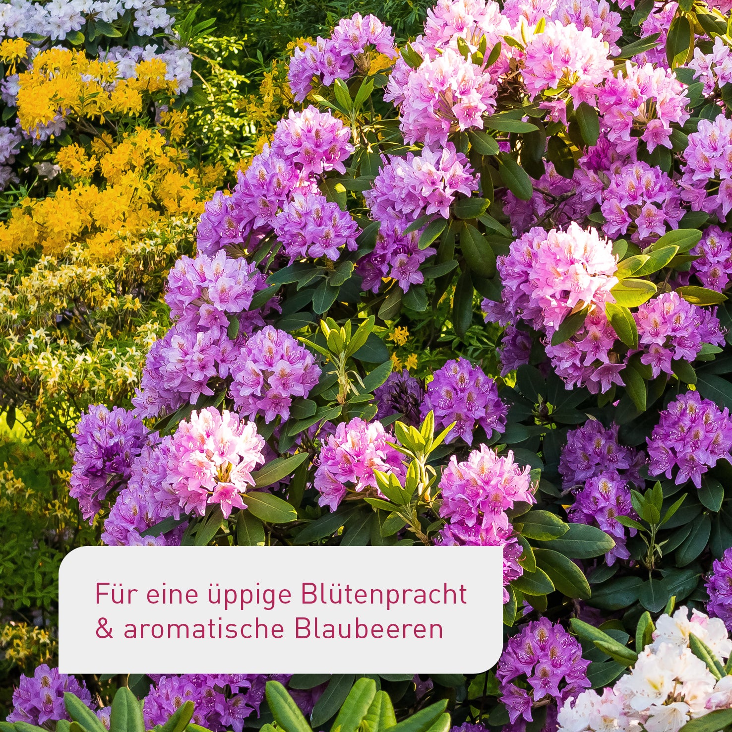 plantura-bio-hortensien-rhododendrond-nger-800-ml-fl-ssigd-nger image 2