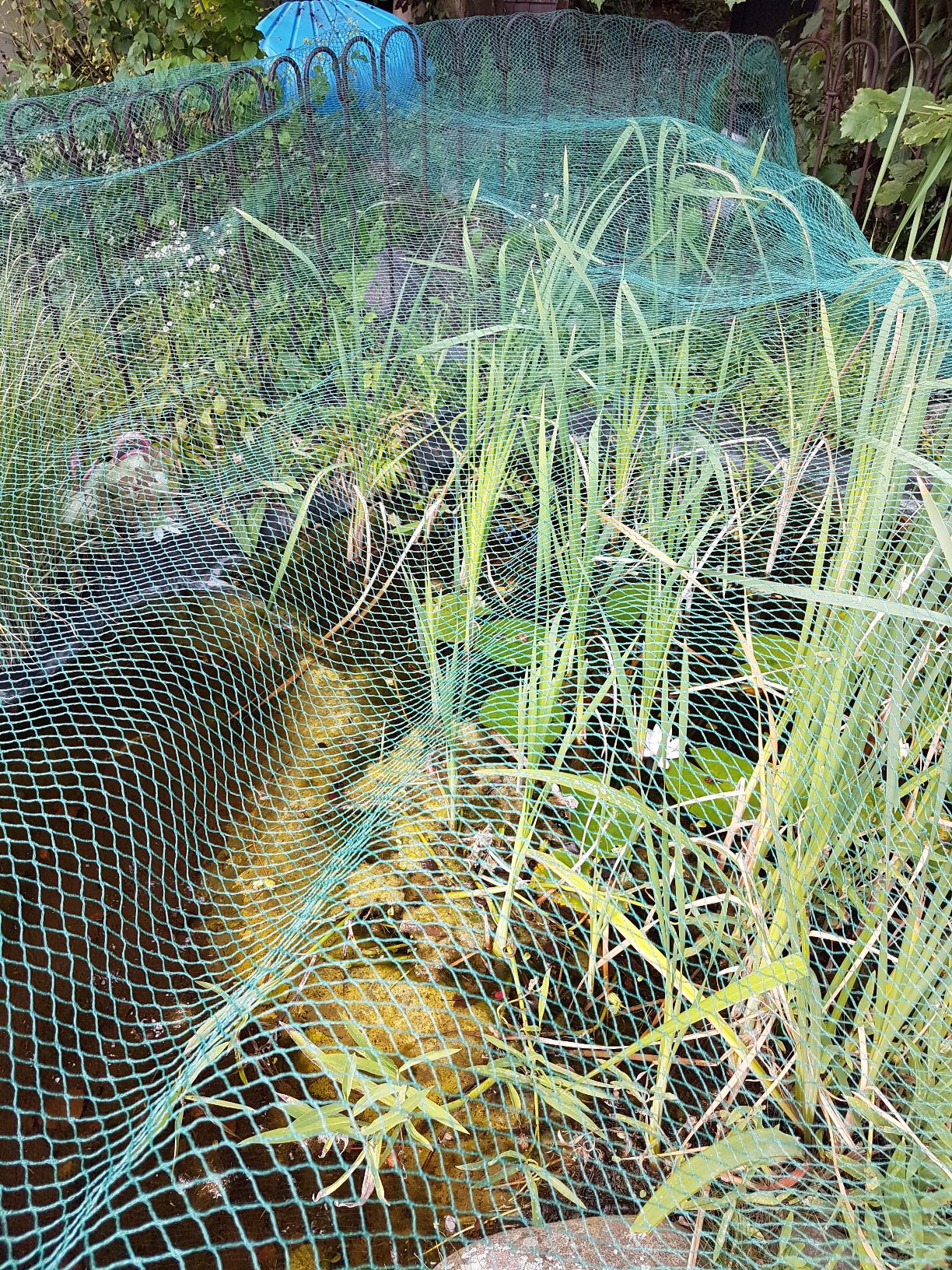 Perfekt über den Gartenteich