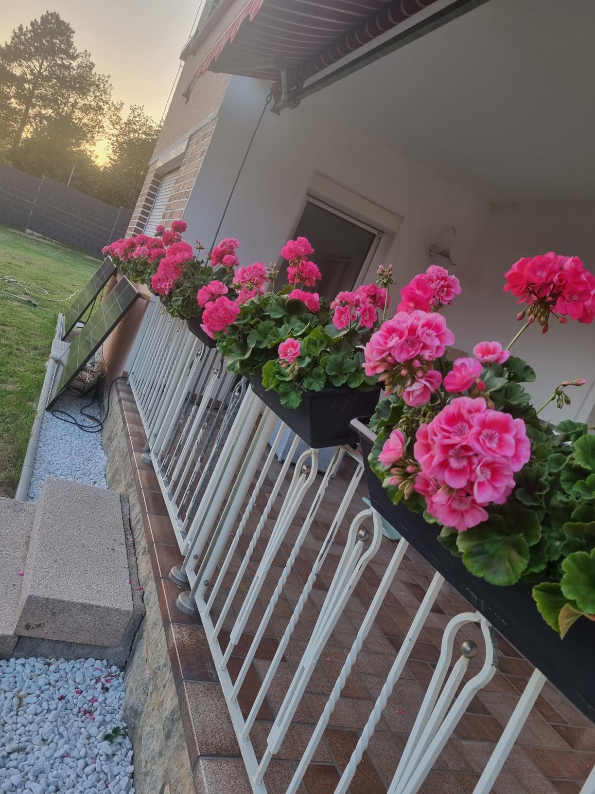 Oleander und Geranien top