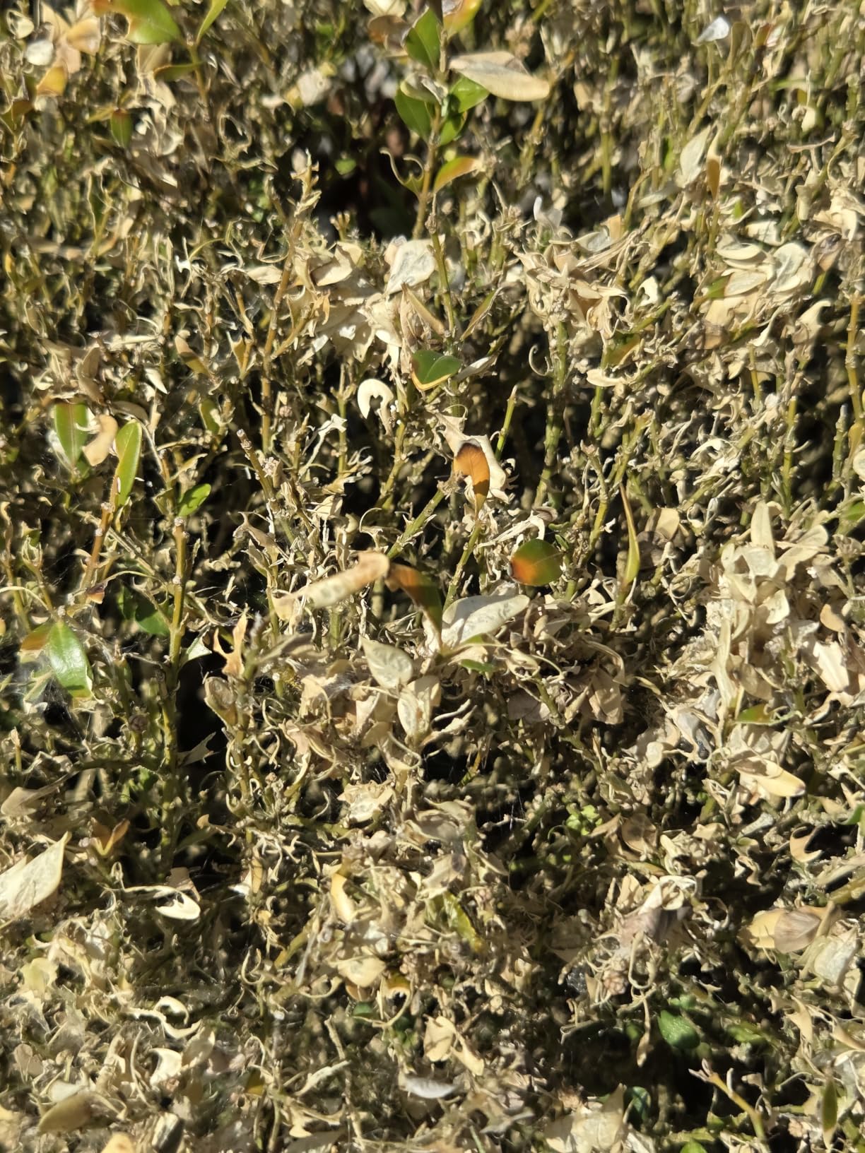 Buchs gerettet!