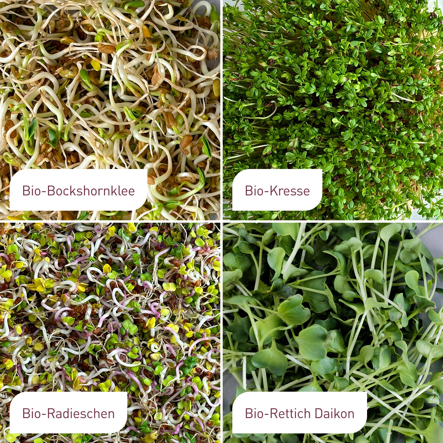 plantura-bio-sprossen-samen-set-w-rzig-scharf-4-x-40-g-anzucht-set image 2