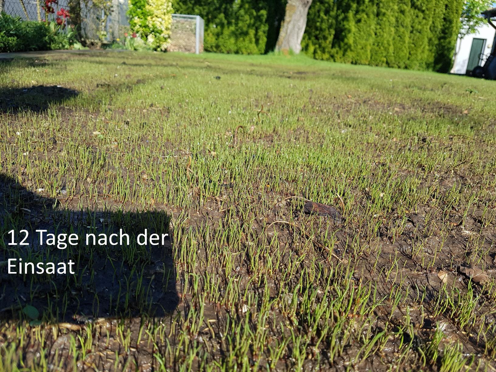 Solide, kein Wunderrasen