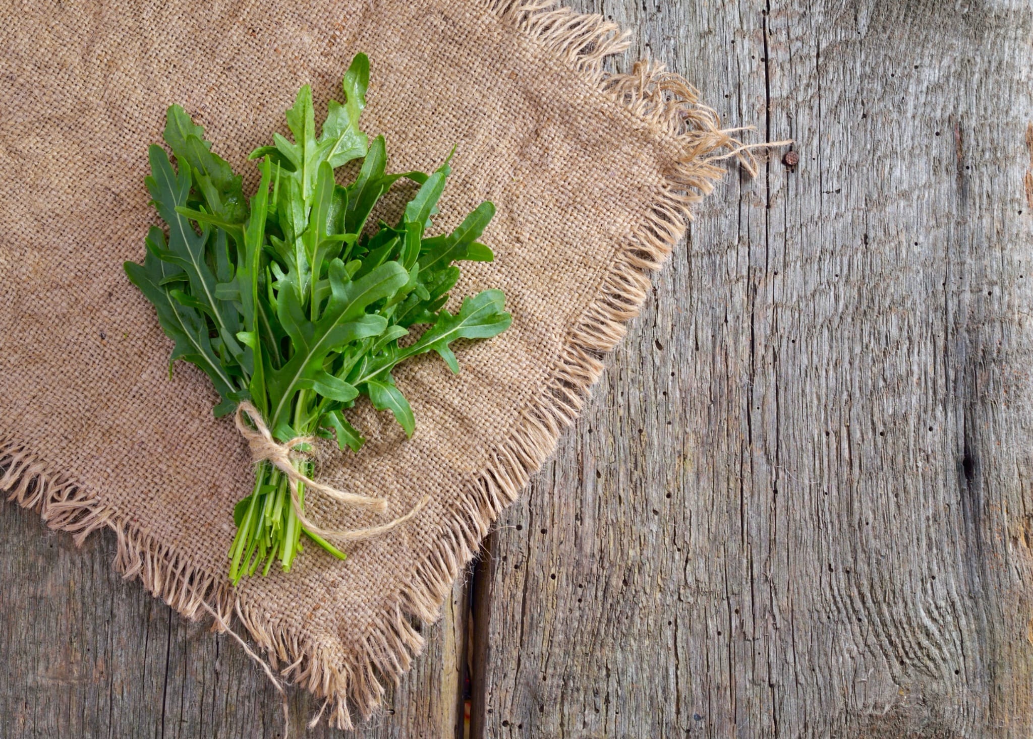 plantura-bio-wilde-rauke-rucola-wildform-samen image 2