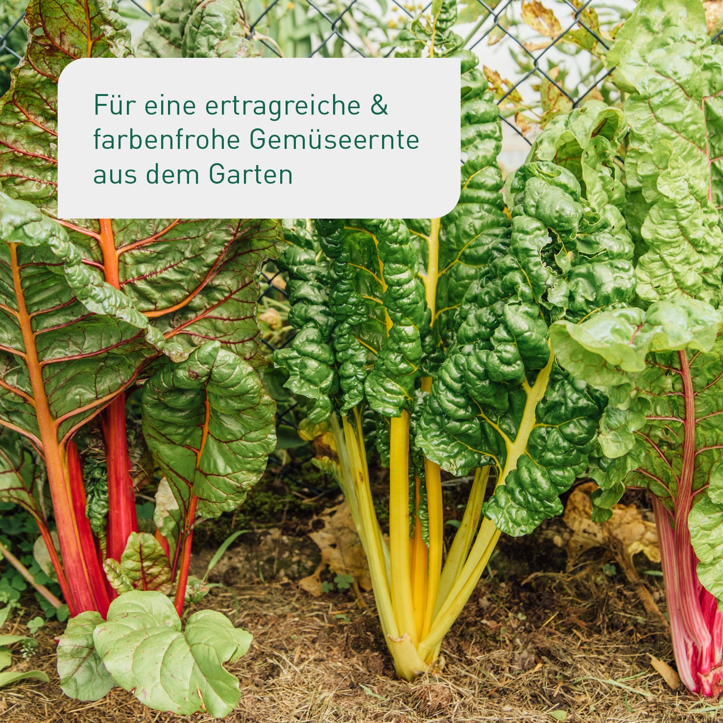 plantura-bio-gartengem-se-samen-set-mit-10-sorten image 4