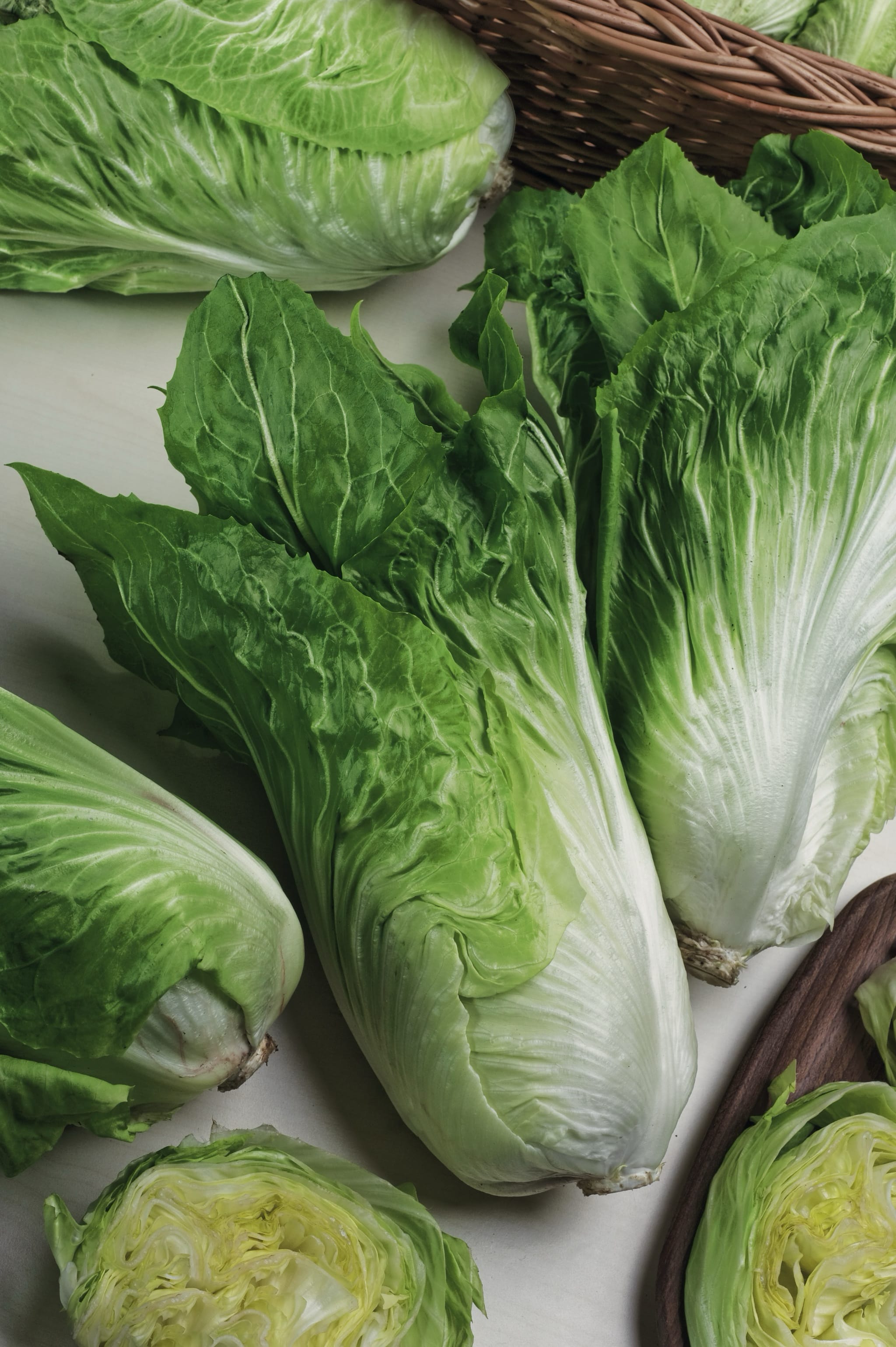 plantura-bio-zichoriensalat-zuckerhut-bio-saatgut image 2