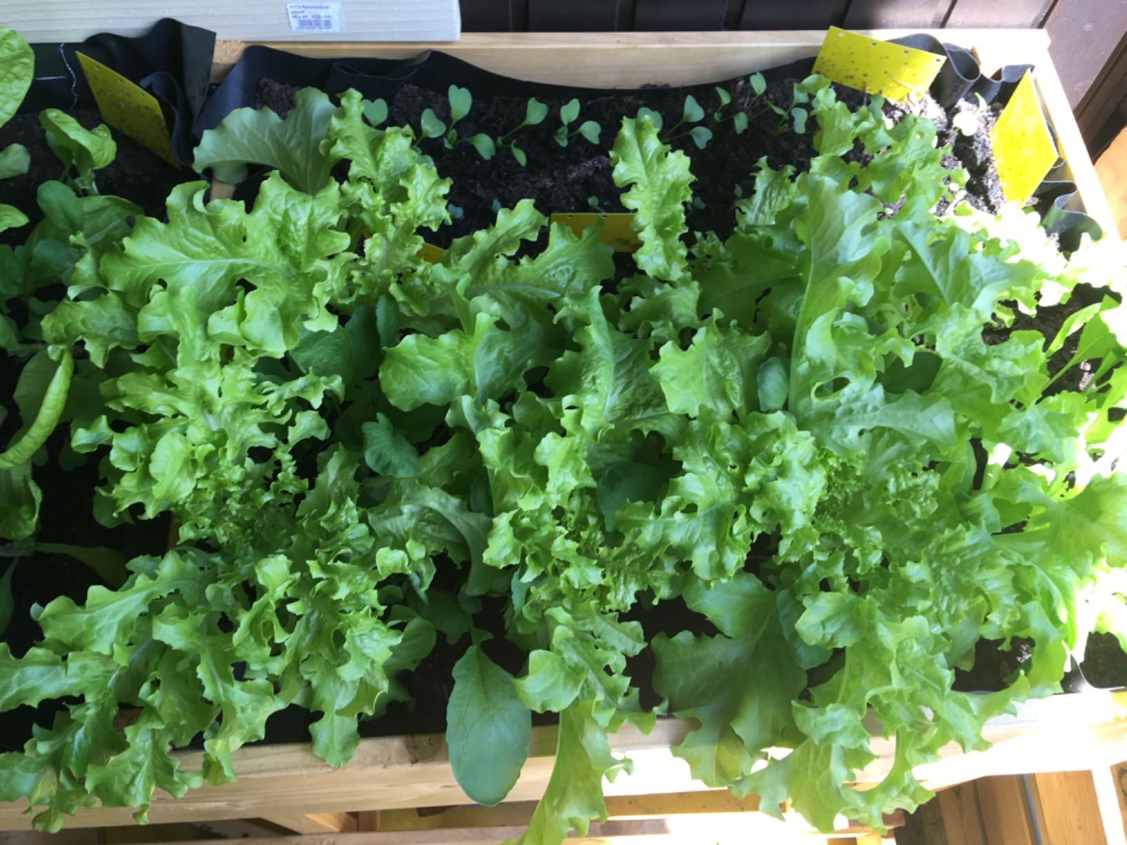 Oma Gartentipp bestätigt