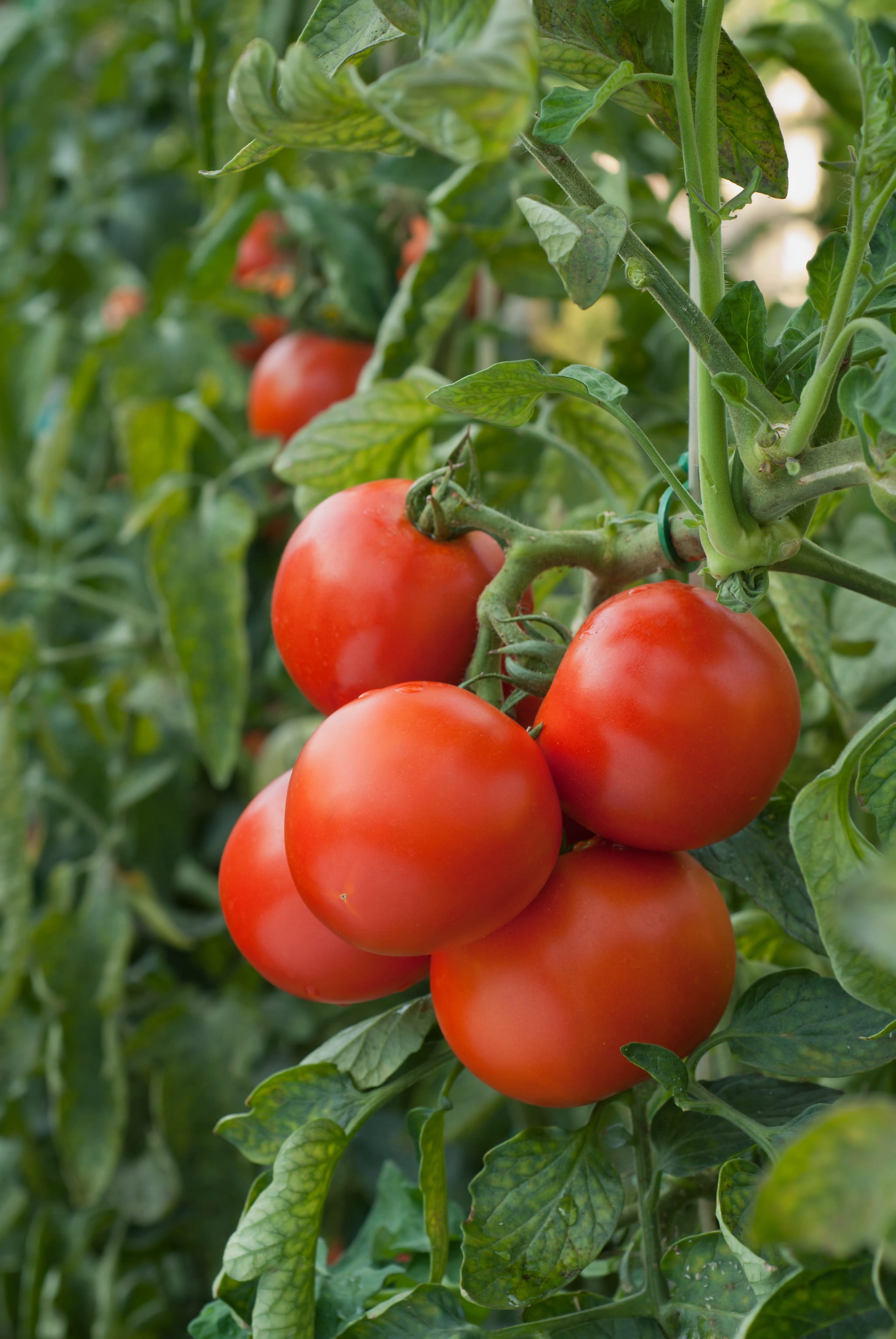 plantura-bio-tomate-kremser-perle-bio-saatgut-cocktailtomate image 2