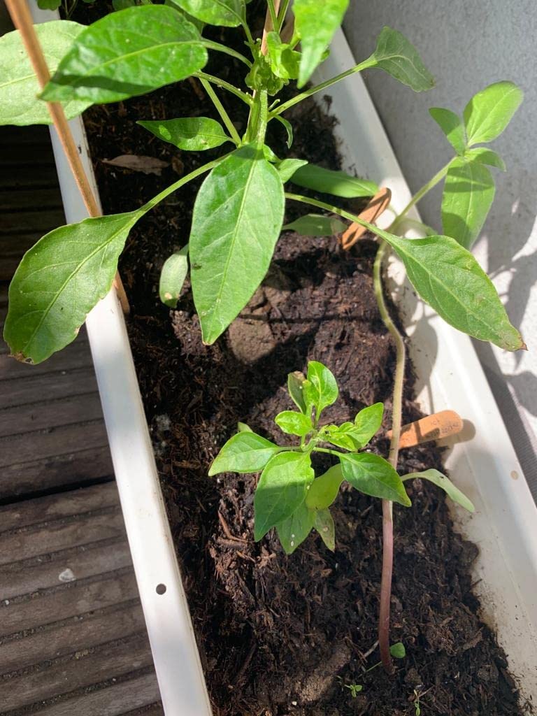 Meine Tomaten explodieren förmlich