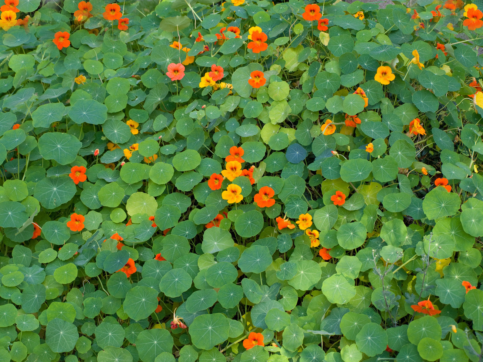 plantura-bio-kapuzinerkresse-niedrige-mischung-saatgut image 2