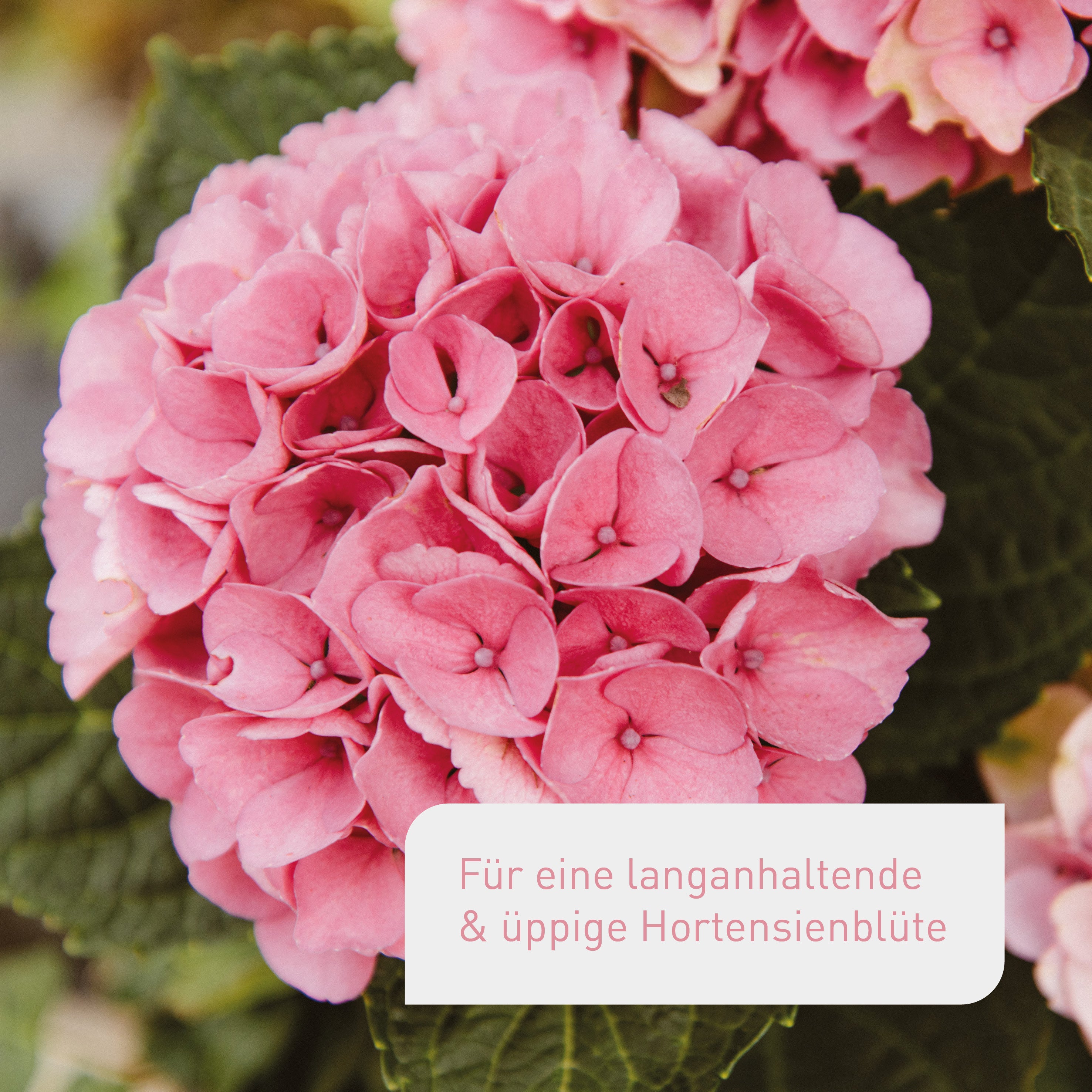 plantura-bio-hortensiend-nger-1-5-kg-organischer-granulatd-nger-npk-5-2-7-5 image 2