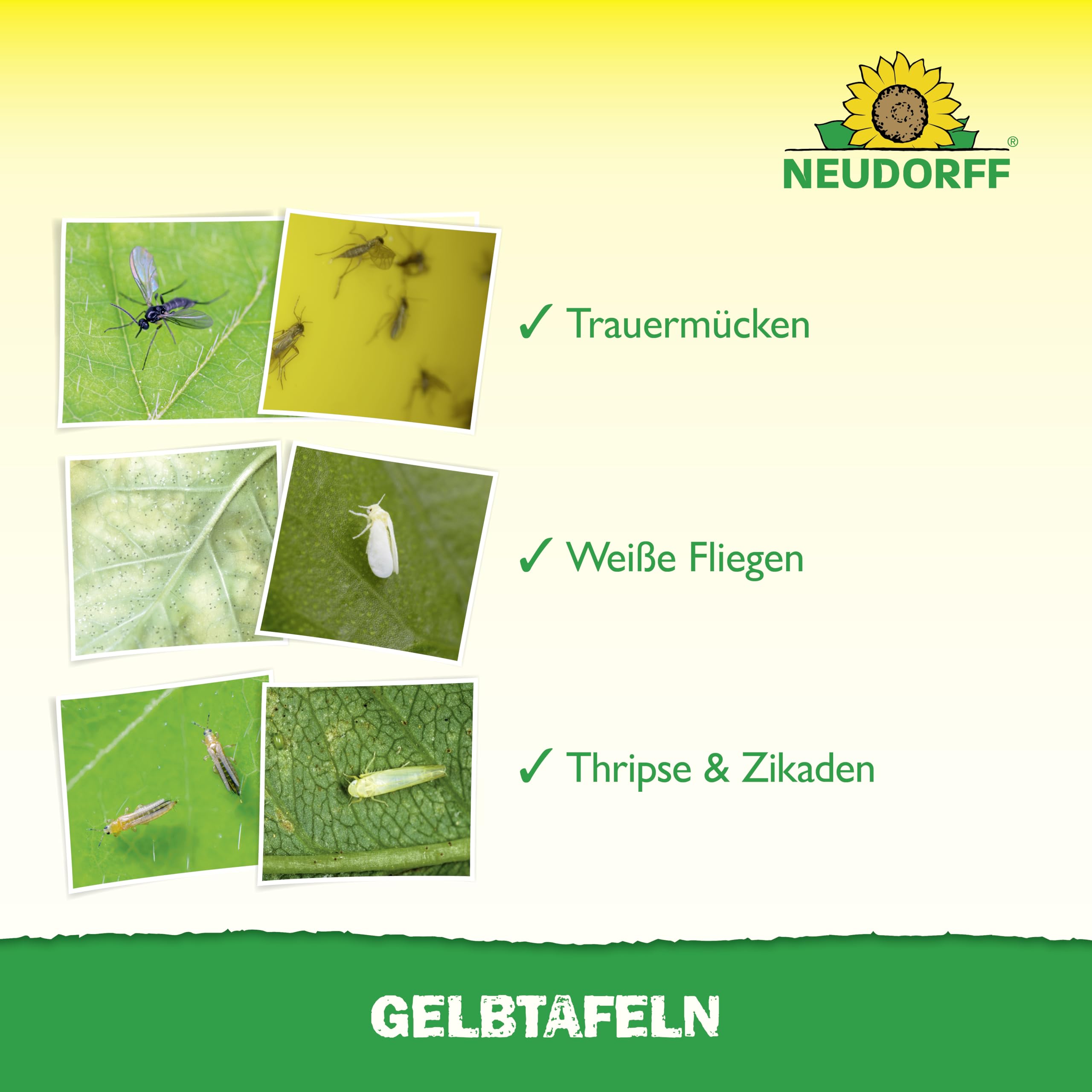 neudorff-gelbtafeln-kleinformatig-7-st-ck-leimtafeln-gegen-trauerm-cken image 4