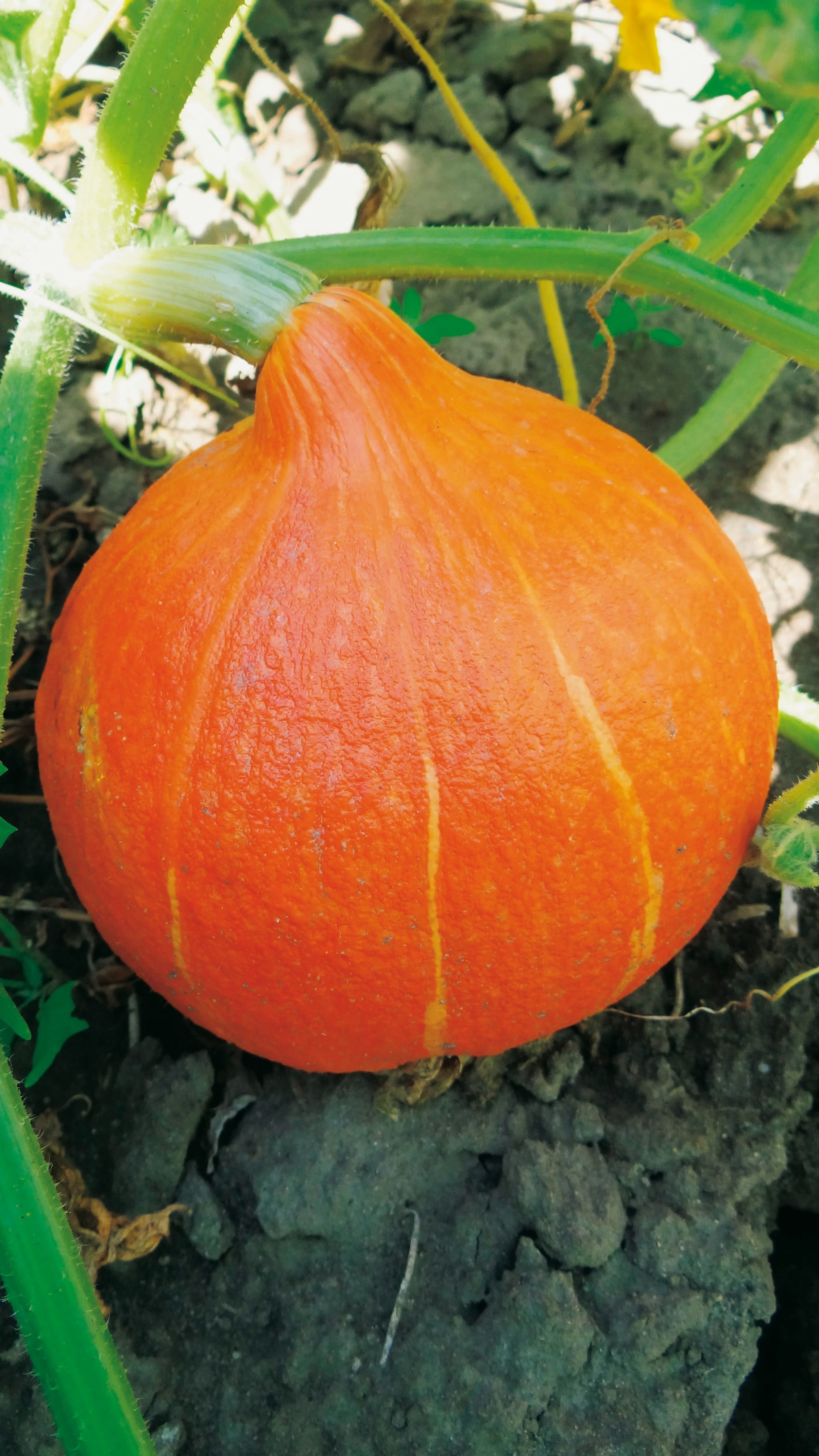 plantura-bio-k-rbis-uchiki-kuri-hokkaido-bio-saatgut image 2