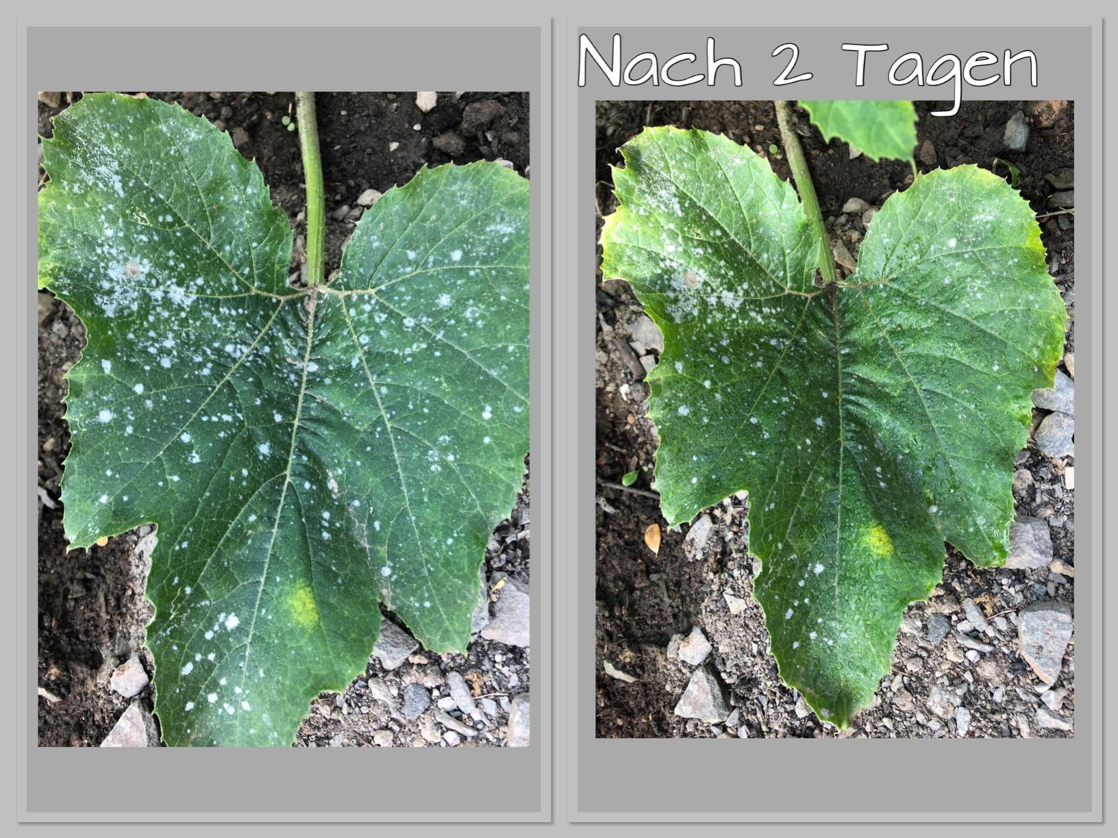 Rettung für Tomaten