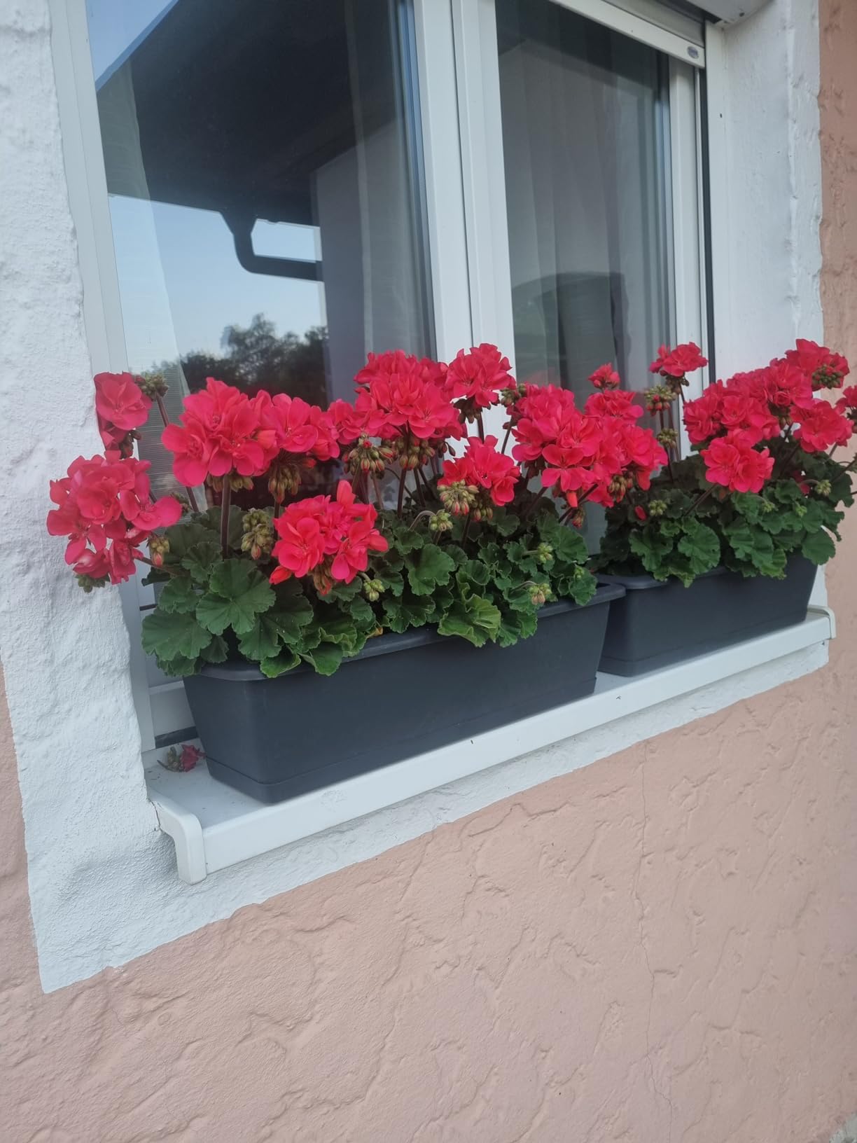 Fette Blüten den ganzen Sommer