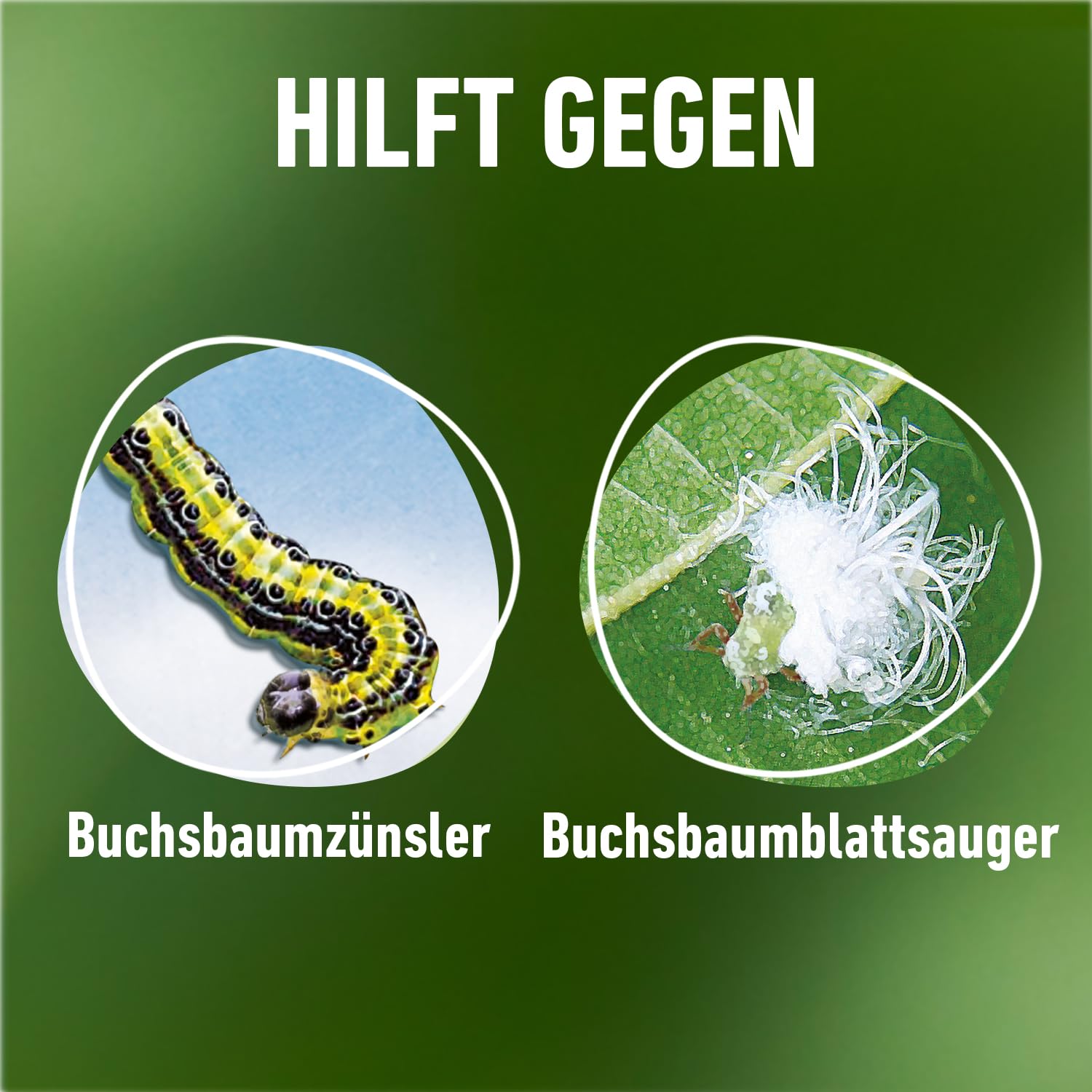 compo-buchsbaumz-nsler-k-o-konzentrat-50-ml-mit-dosierbecher image 4