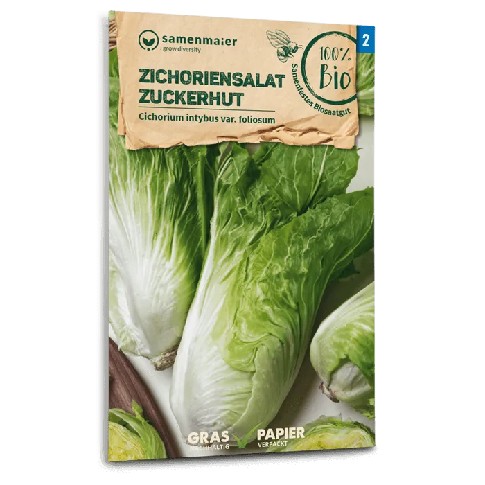 plantura-bio-zichoriensalat-zuckerhut-bio-saatgut image 1