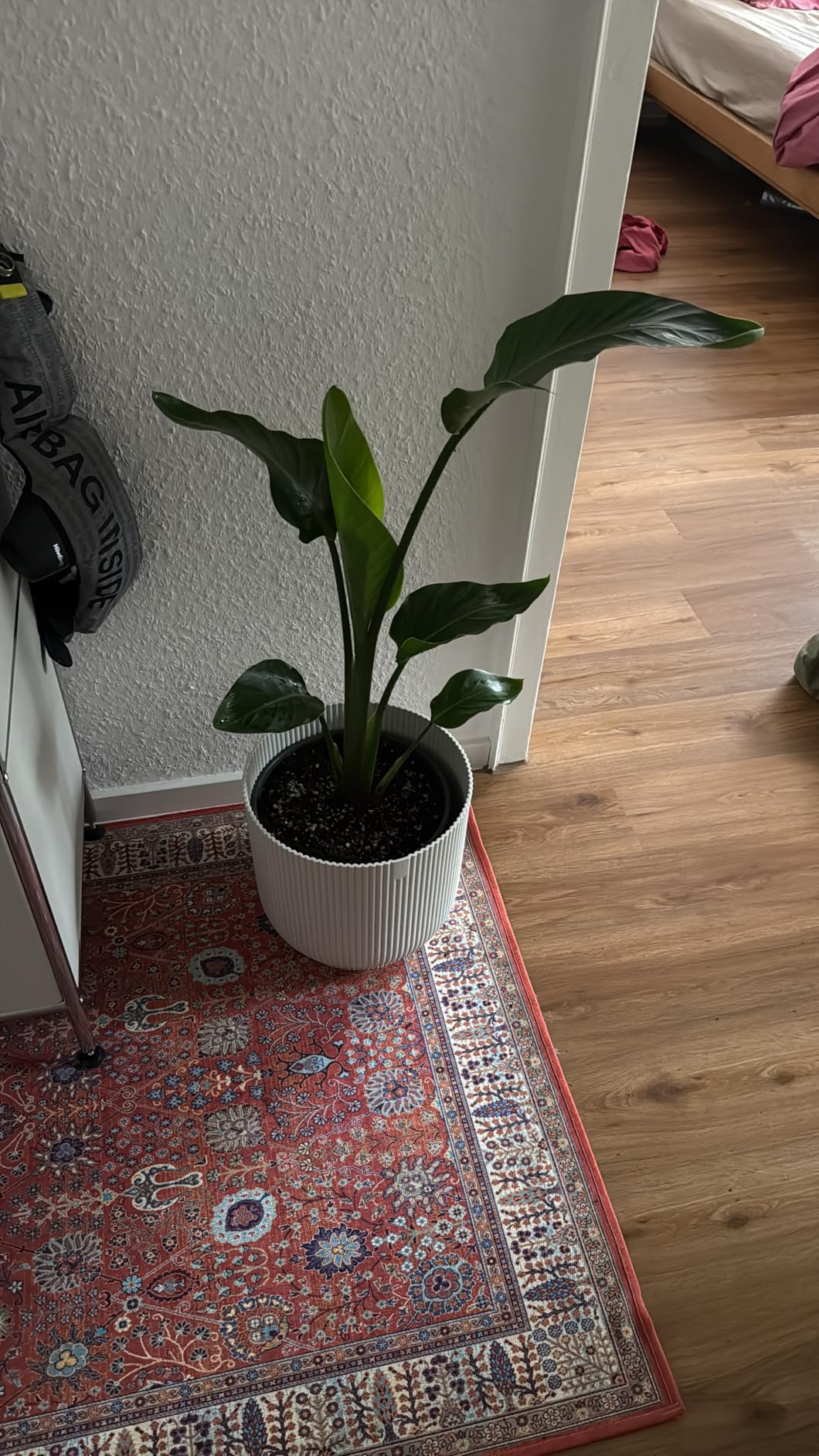 Gute Palmenerde, etwas torfig