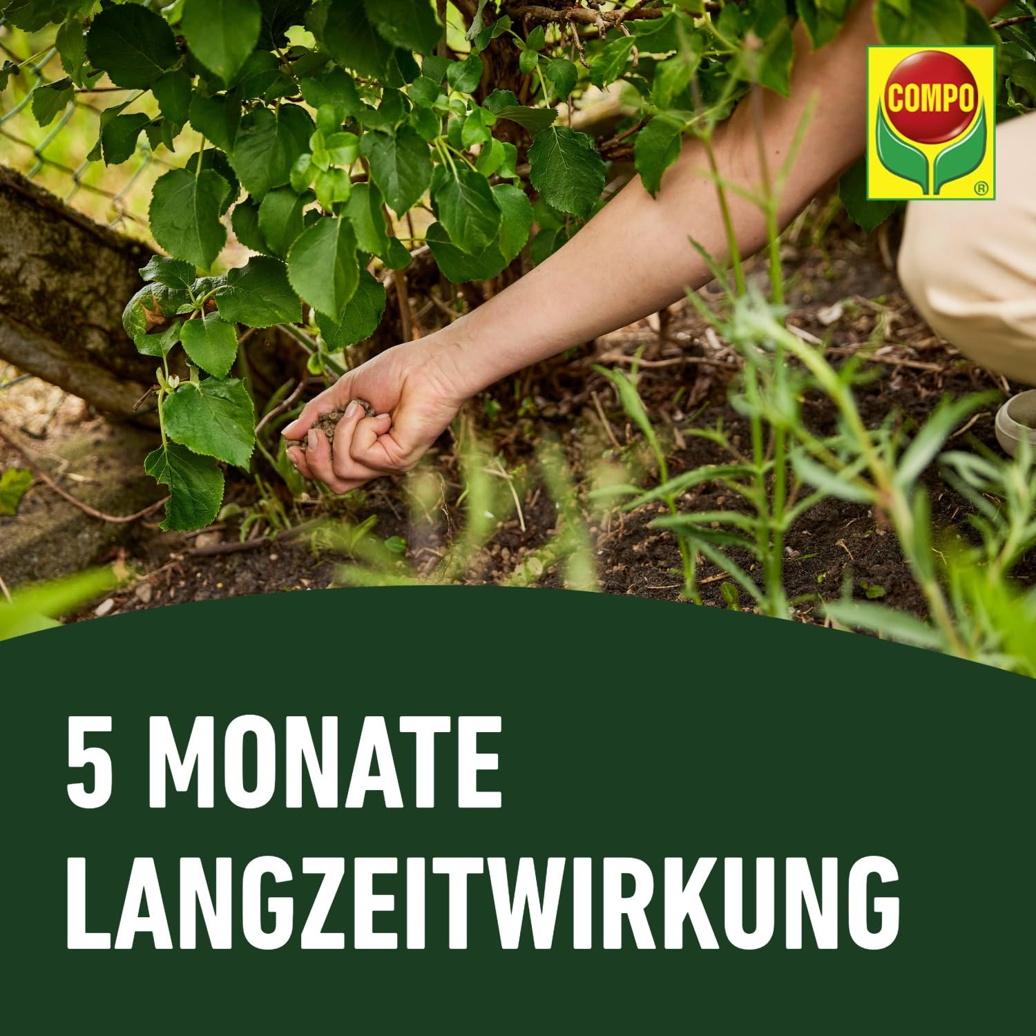 compo-bio-rhododendron-und-hortensien-langzeit-d-nger-mit-schafwolle-2-kg image 7