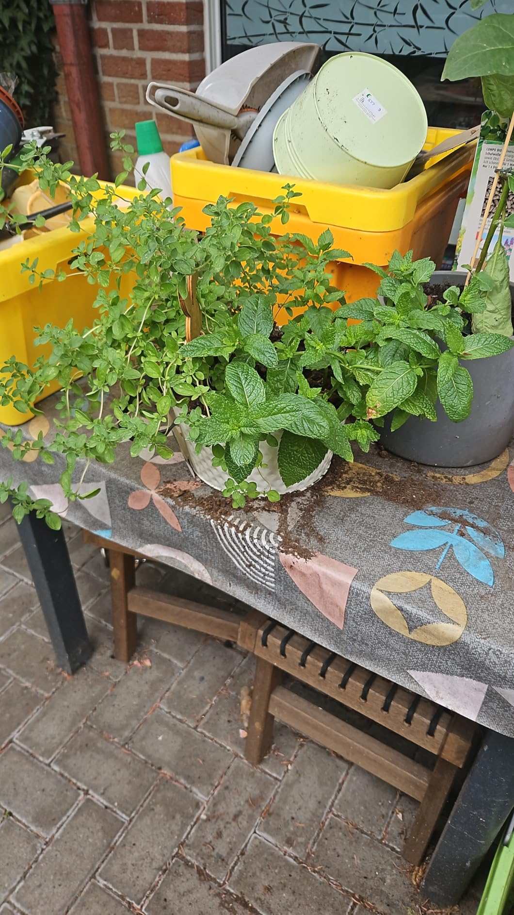 Endlich alles grün und kräftig