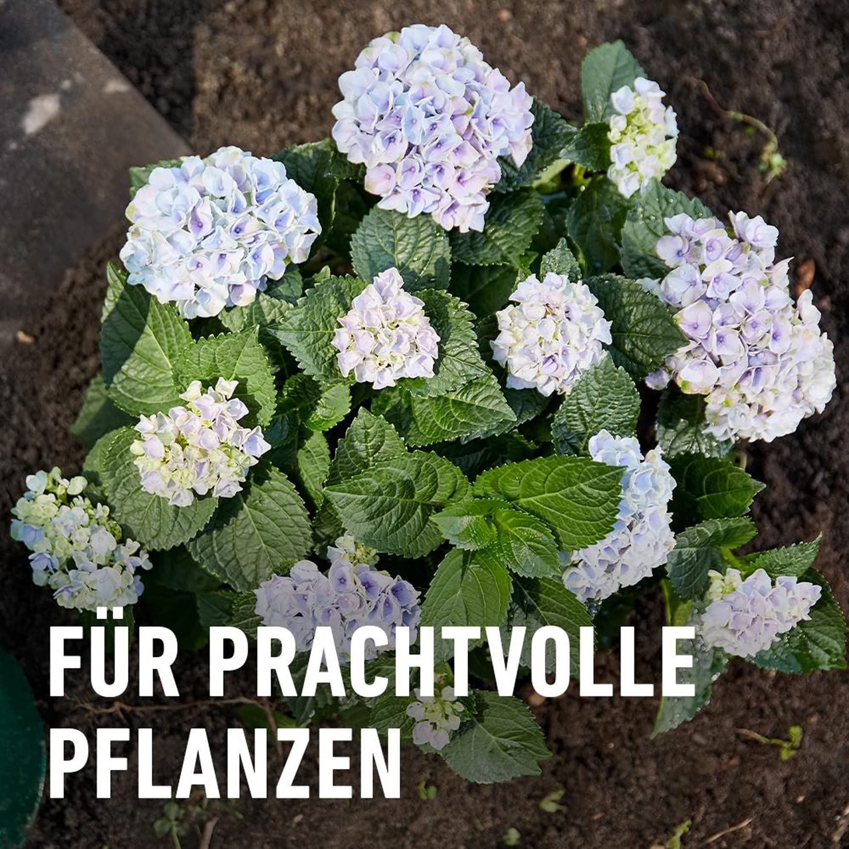 compo-rhodo-und-hortensien-vital-1-kg-pflanzenst-rkungsmittel image 6
