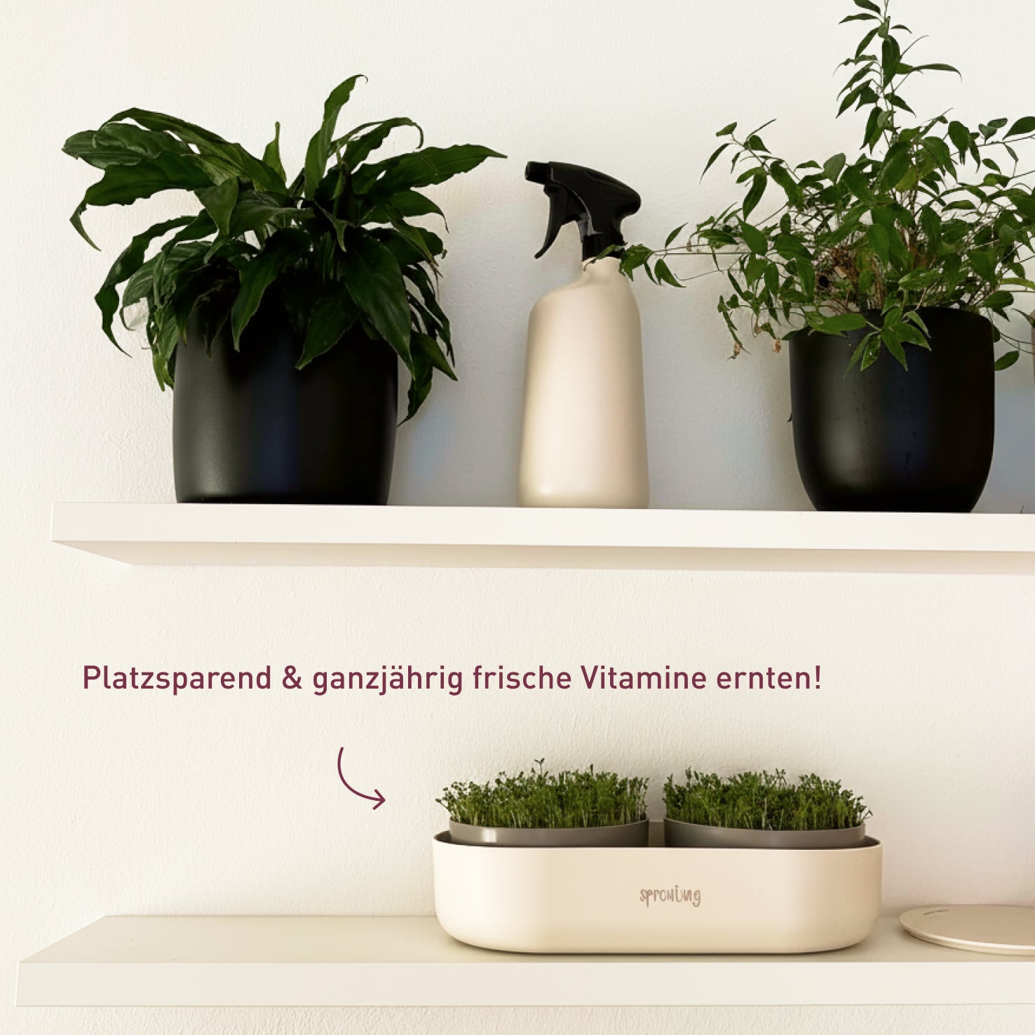 plantura-bio-sprossen-anzucht-set-komplett-keimschale-mit-bio-saatgut image 6