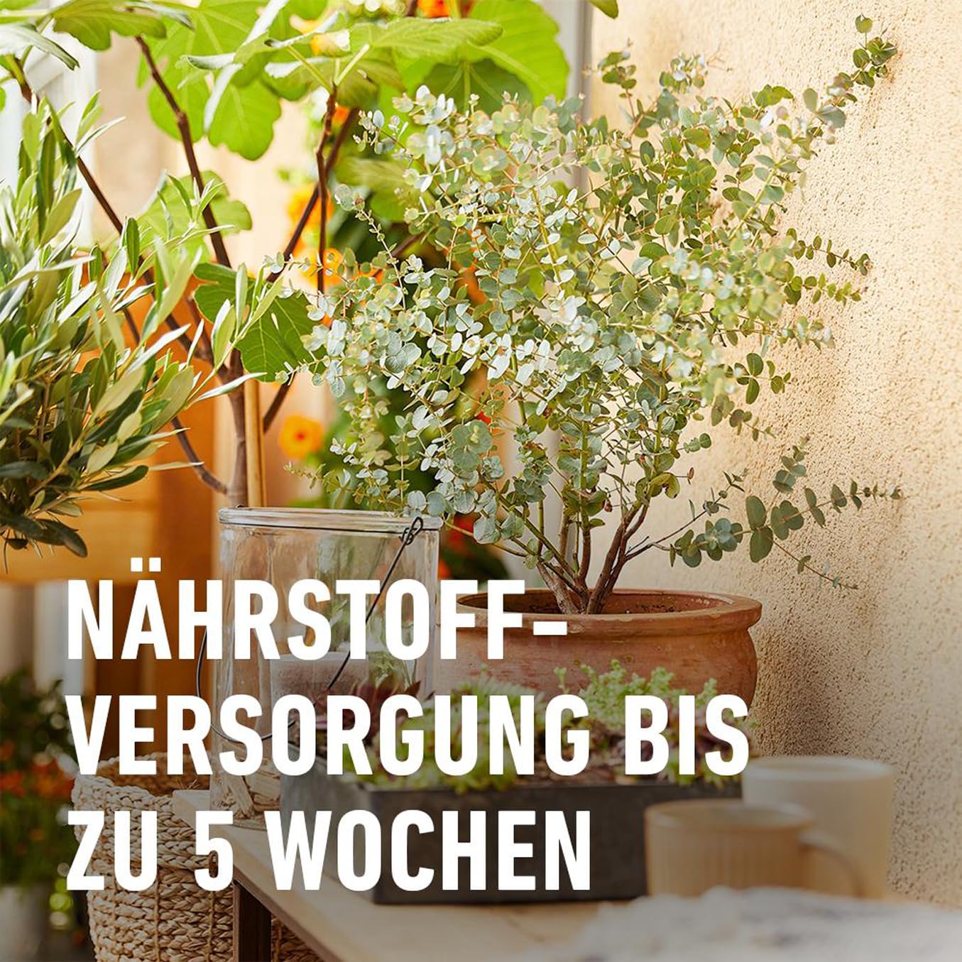compo-bio-zitruspflanzenerde-torffrei-10-liter-f-r-zitrus-und-mediterrane-pflanz image 3