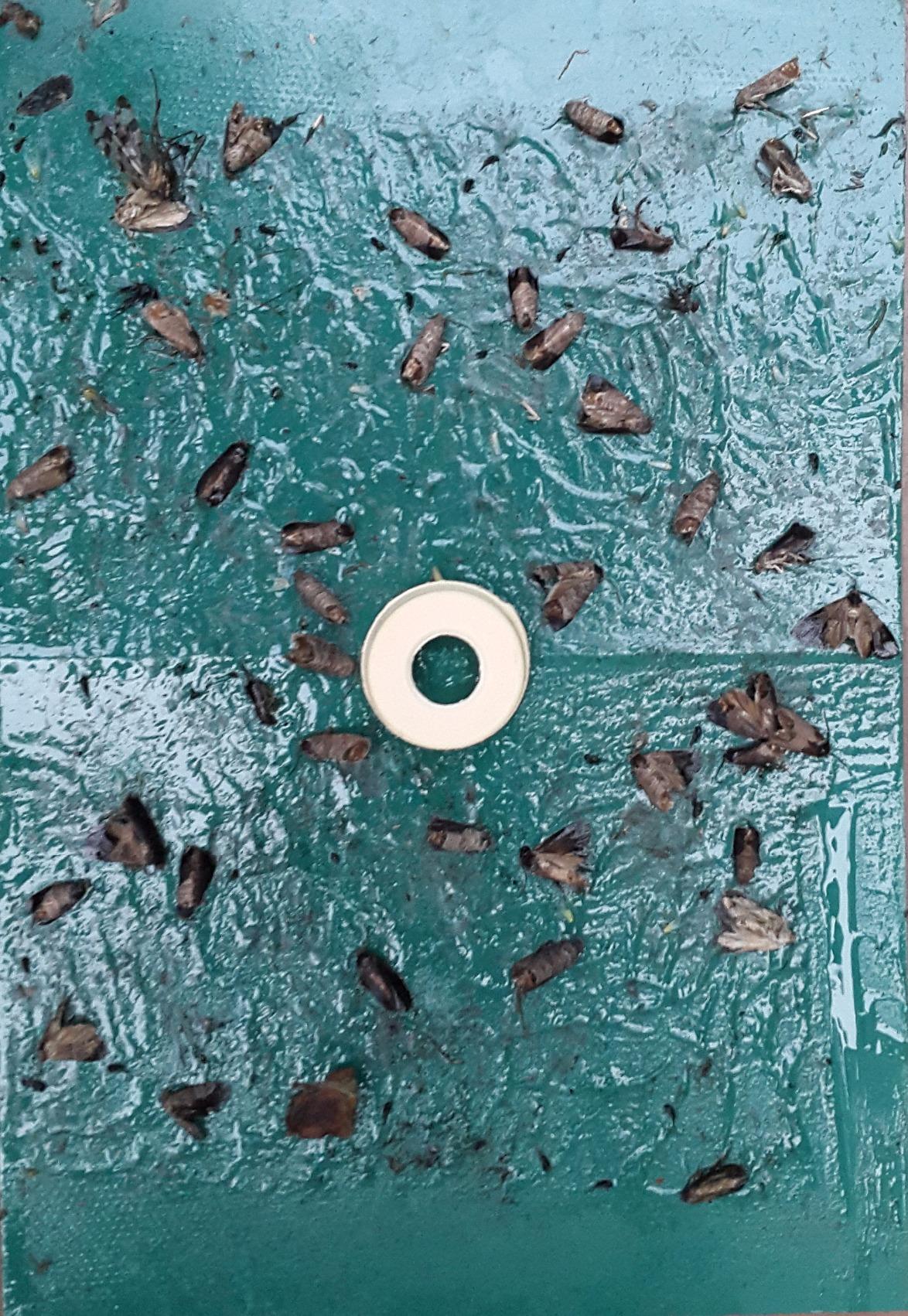 Klappt bei Birnen auch