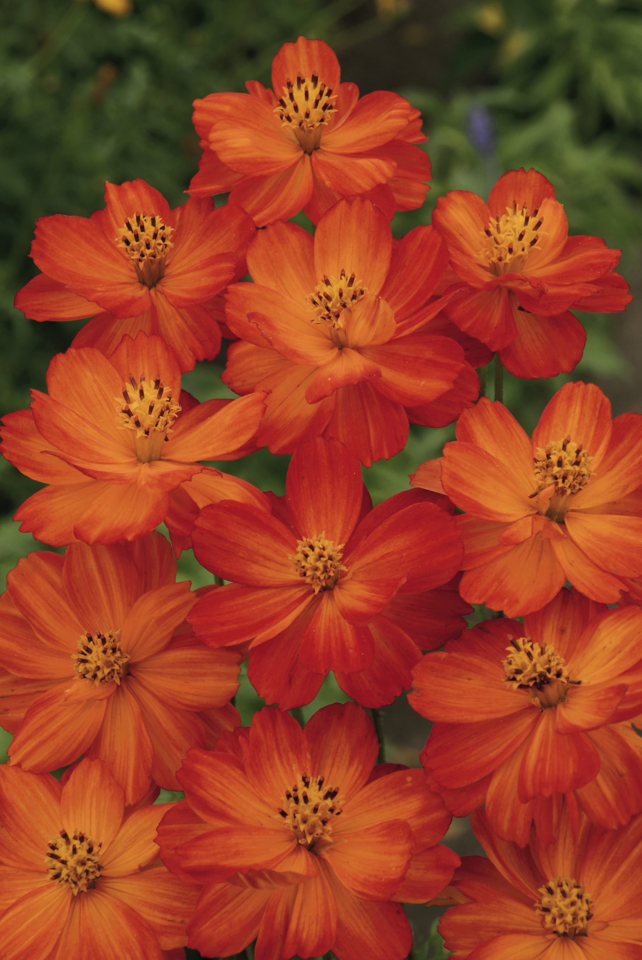 plantura-bio-cosmea-orange-bio-blumensamen image 2