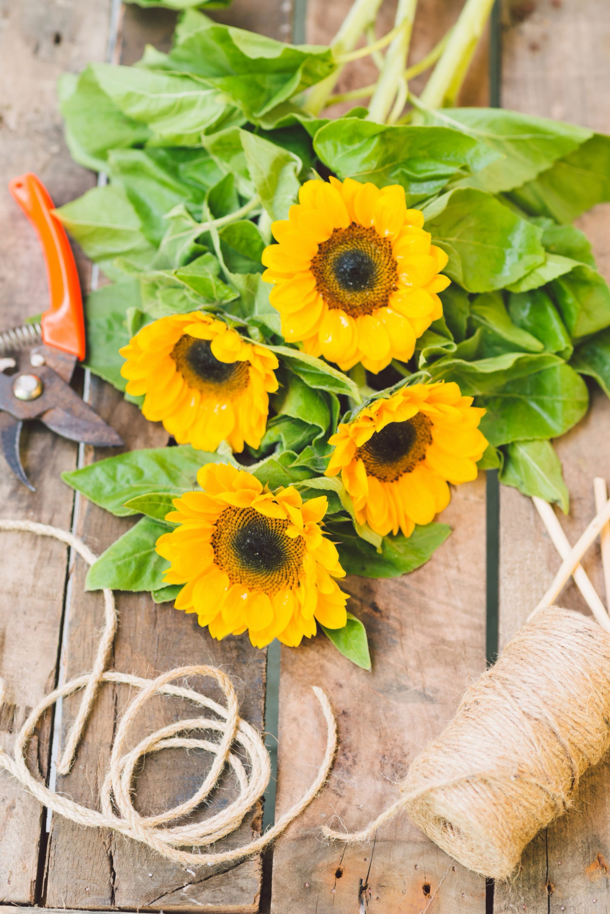 plantura-bio-sonnenblume-bambino-bio-saatgut image 2