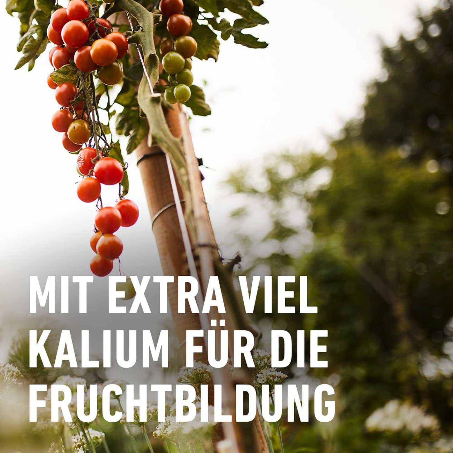 compo-tomaten-langzeit-d-nger-2-kg-spezial-d-nger-f-r-tomaten-und-fruchtgem-se image 4