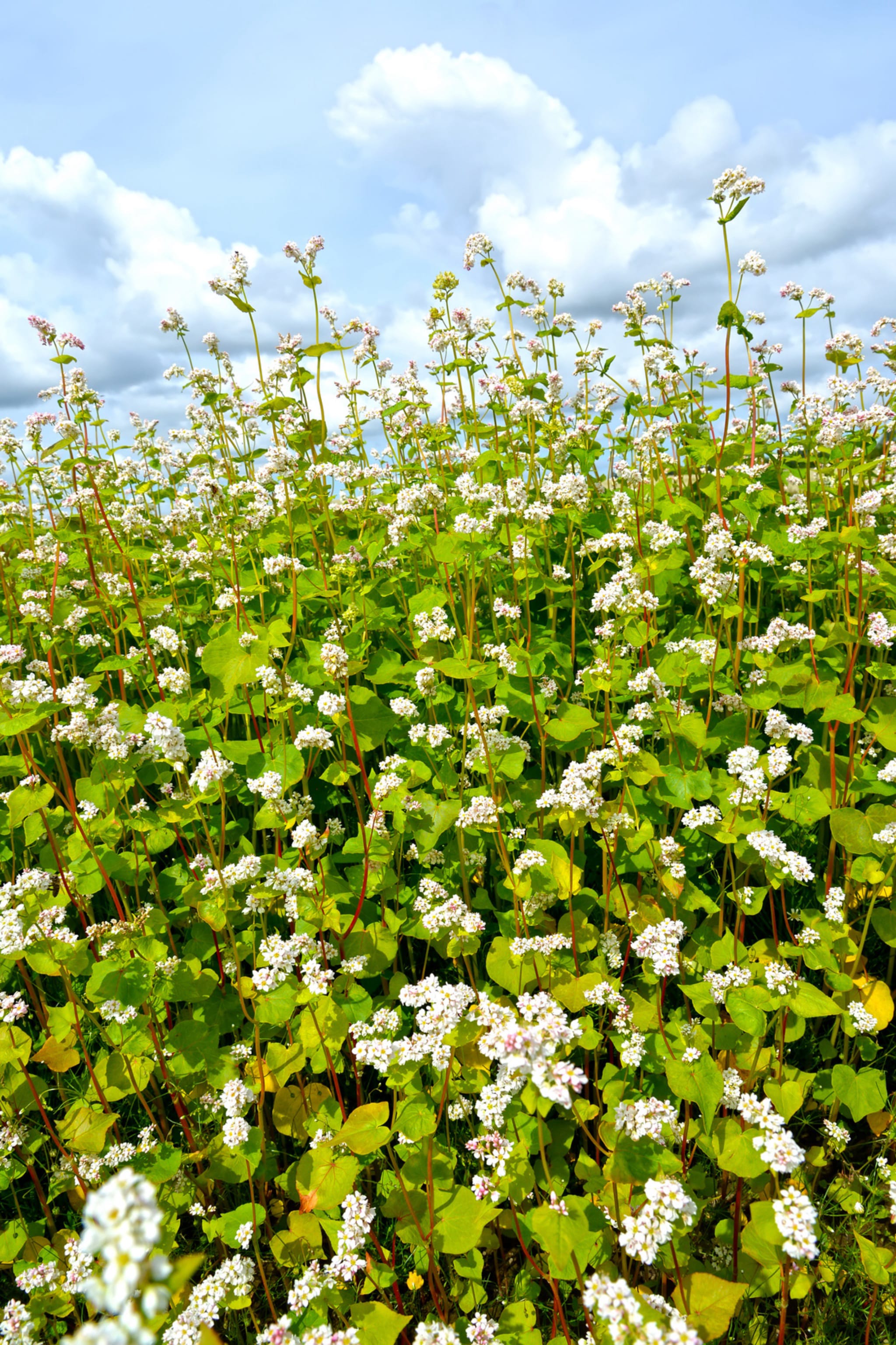 plantura-bio-buchweizen-billy-gr-nd-ngung-saatgut image 2