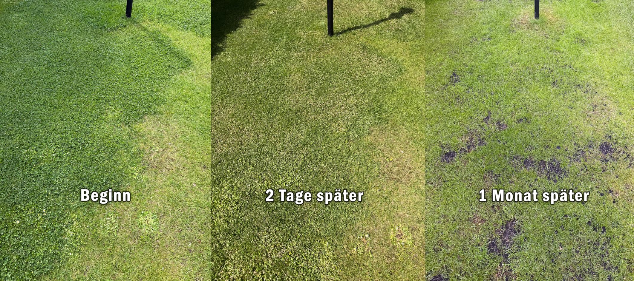 Löwenzahn endlich weg!
