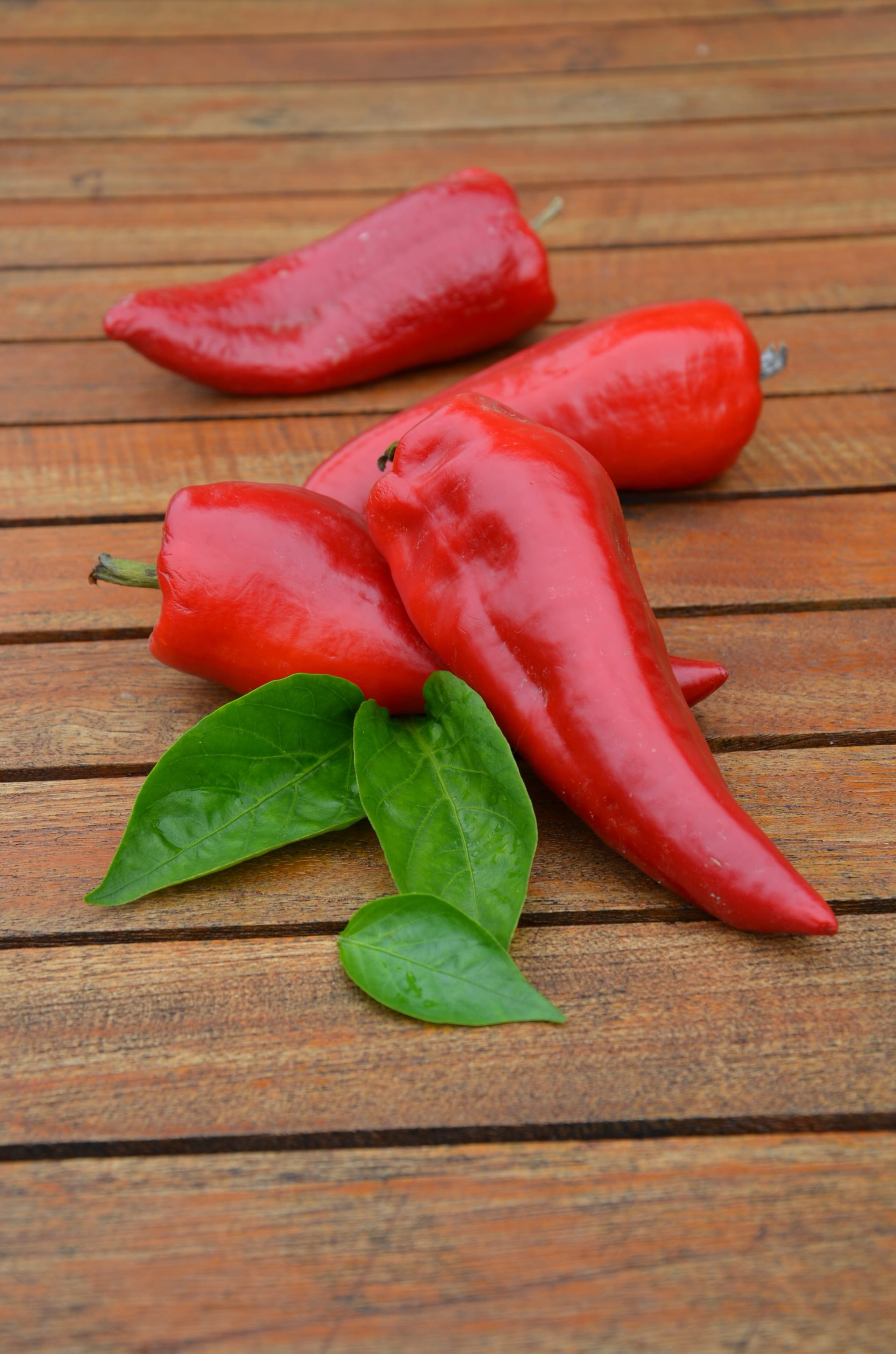 plantura-bio-paprika-roter-augsburger-bio-gem-sesaatgut image 2