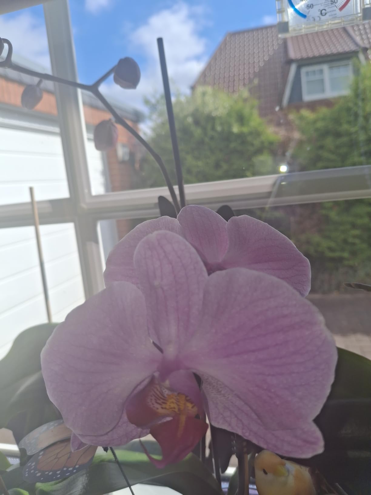 Orchideen blühen wieder