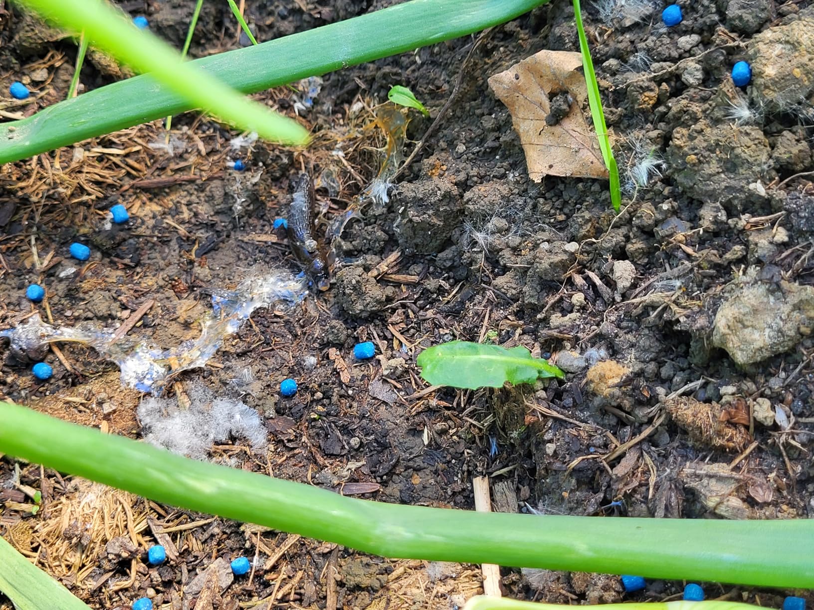Blumen blühen endlich auf