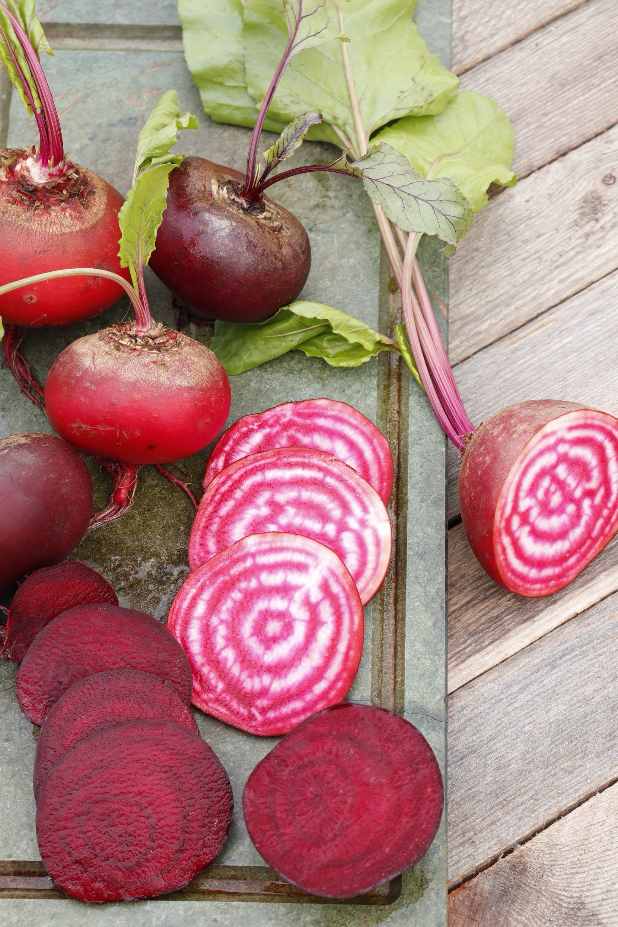 plantura-bio-rote-beete-chioggia-bio-saatgut image 3