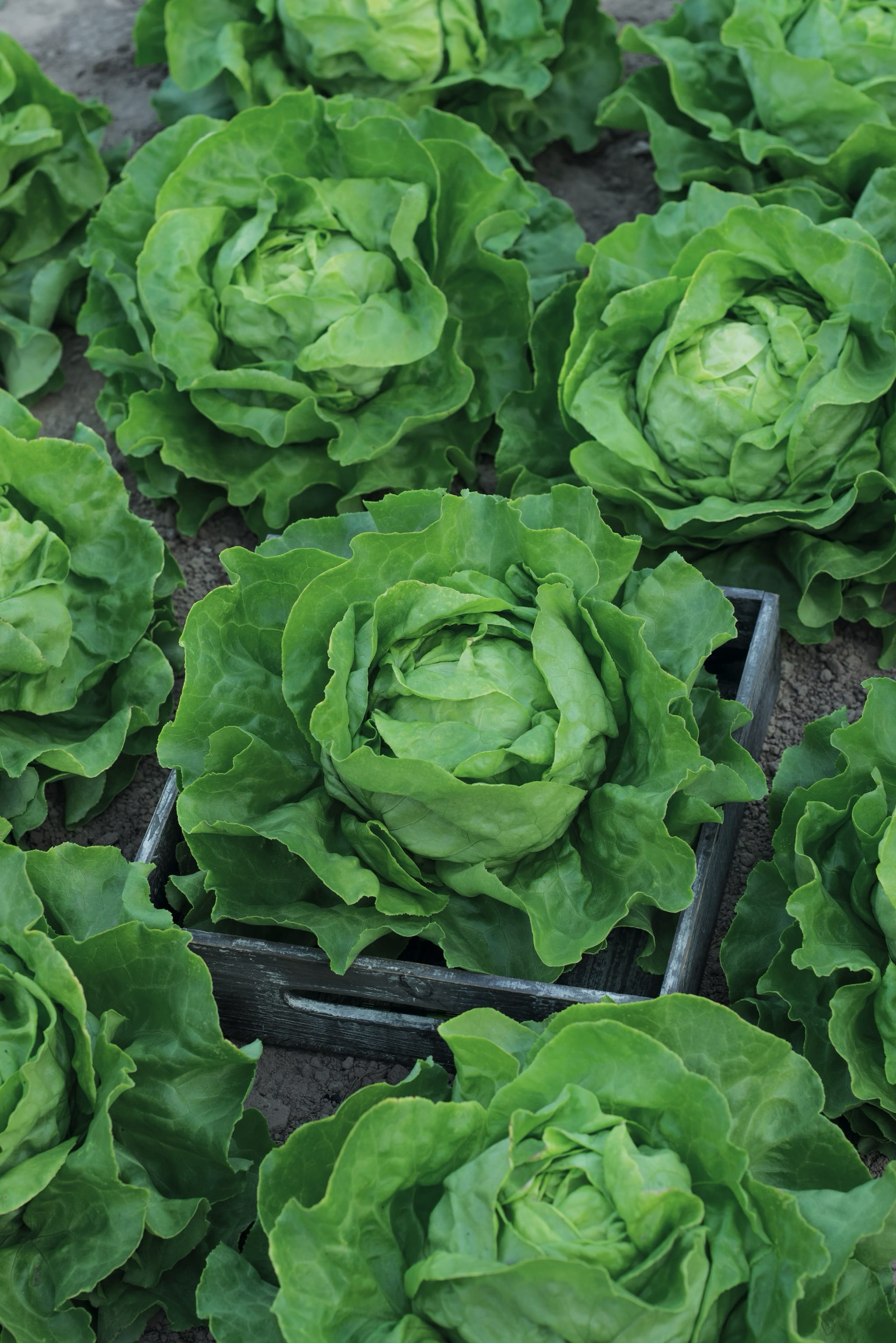 plantura-bio-kopfsalat-ovation-bio-saatgut-butterkopfsalat image 2