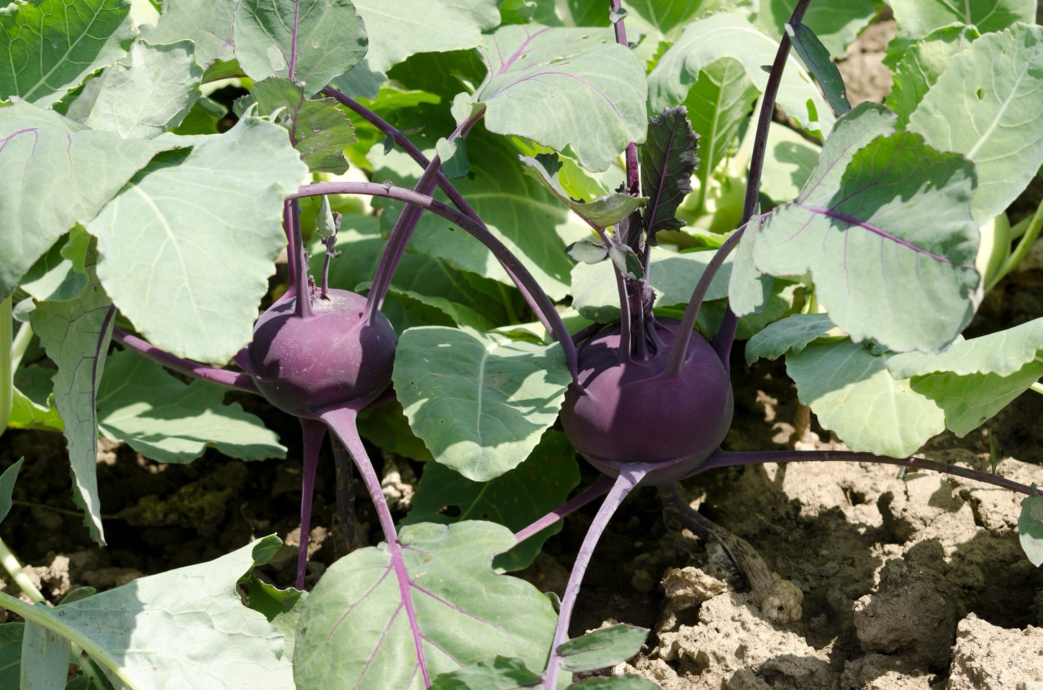 plantura-bio-kohlrabi-azur-star-bio-gem-sesamen image 2