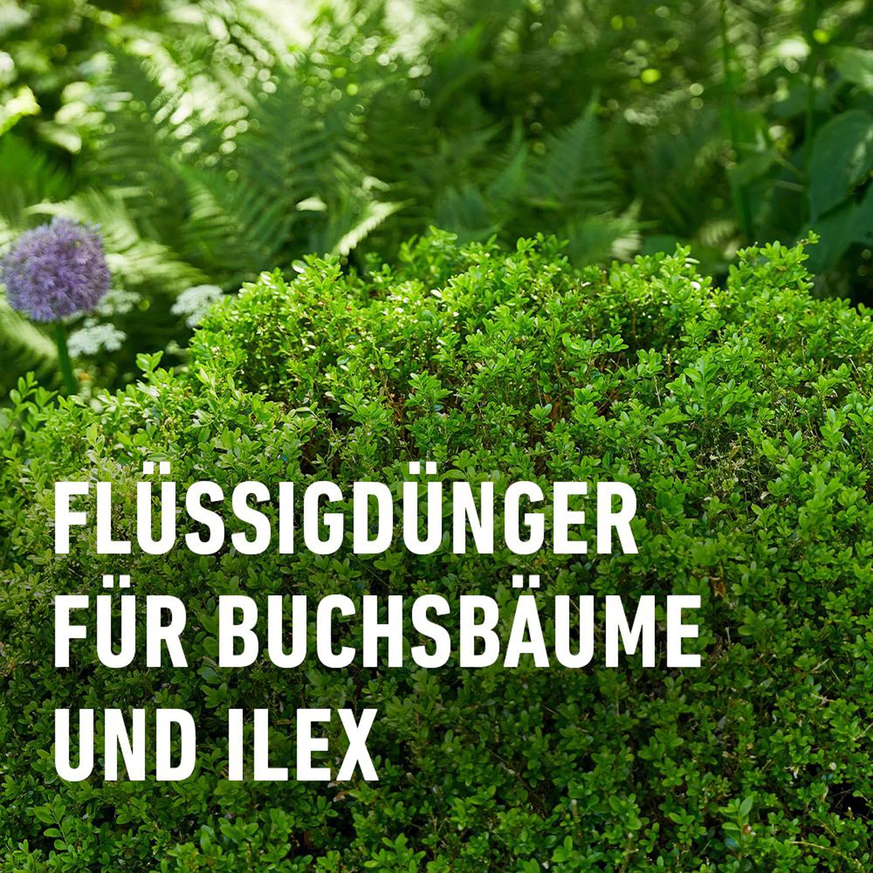 compo-buchsbaum-und-ilexd-nger-1-l-fl-ssigd-nger-mit-extra-eisen image 3