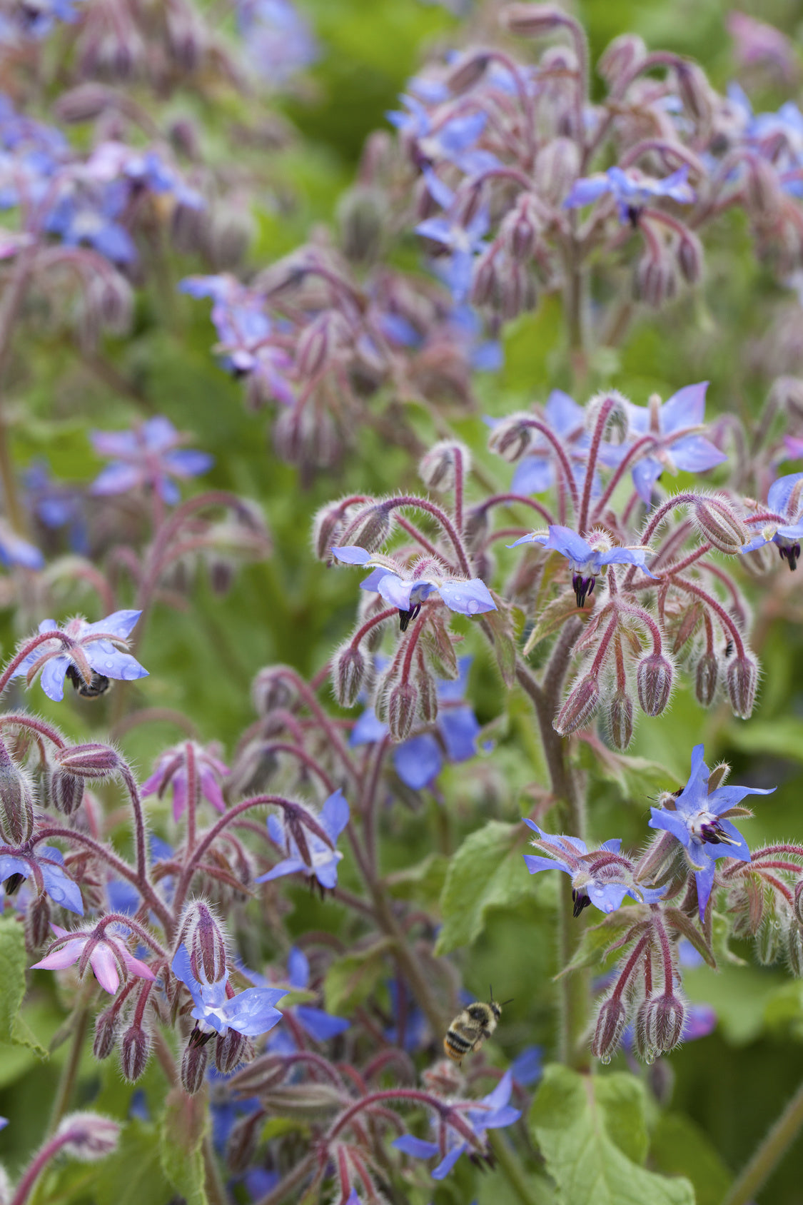 plantura-bio-borretsch-bio-kr-utersaatgut-bienenkraut image 2