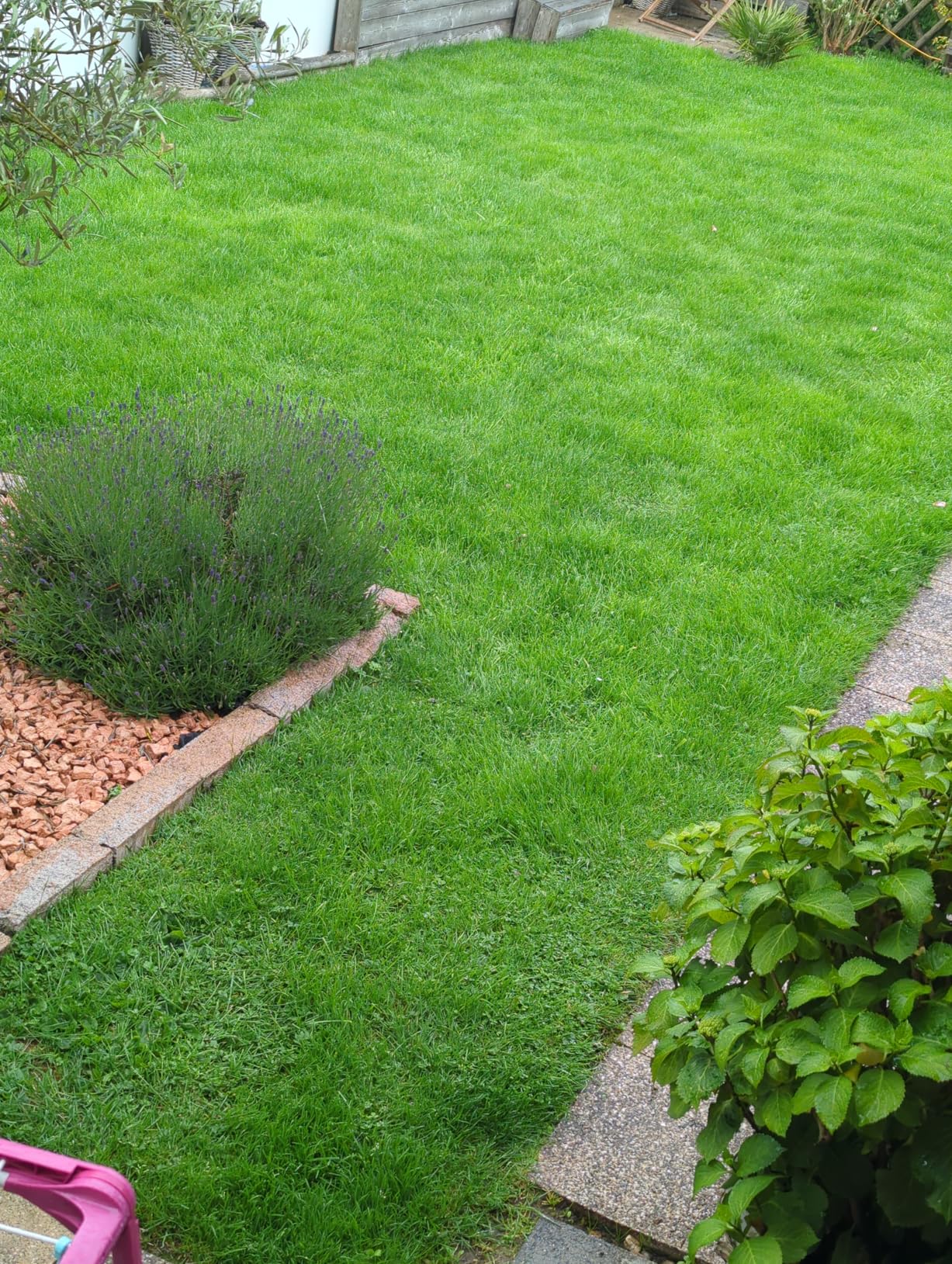 Kräftig grün, wenig Moos